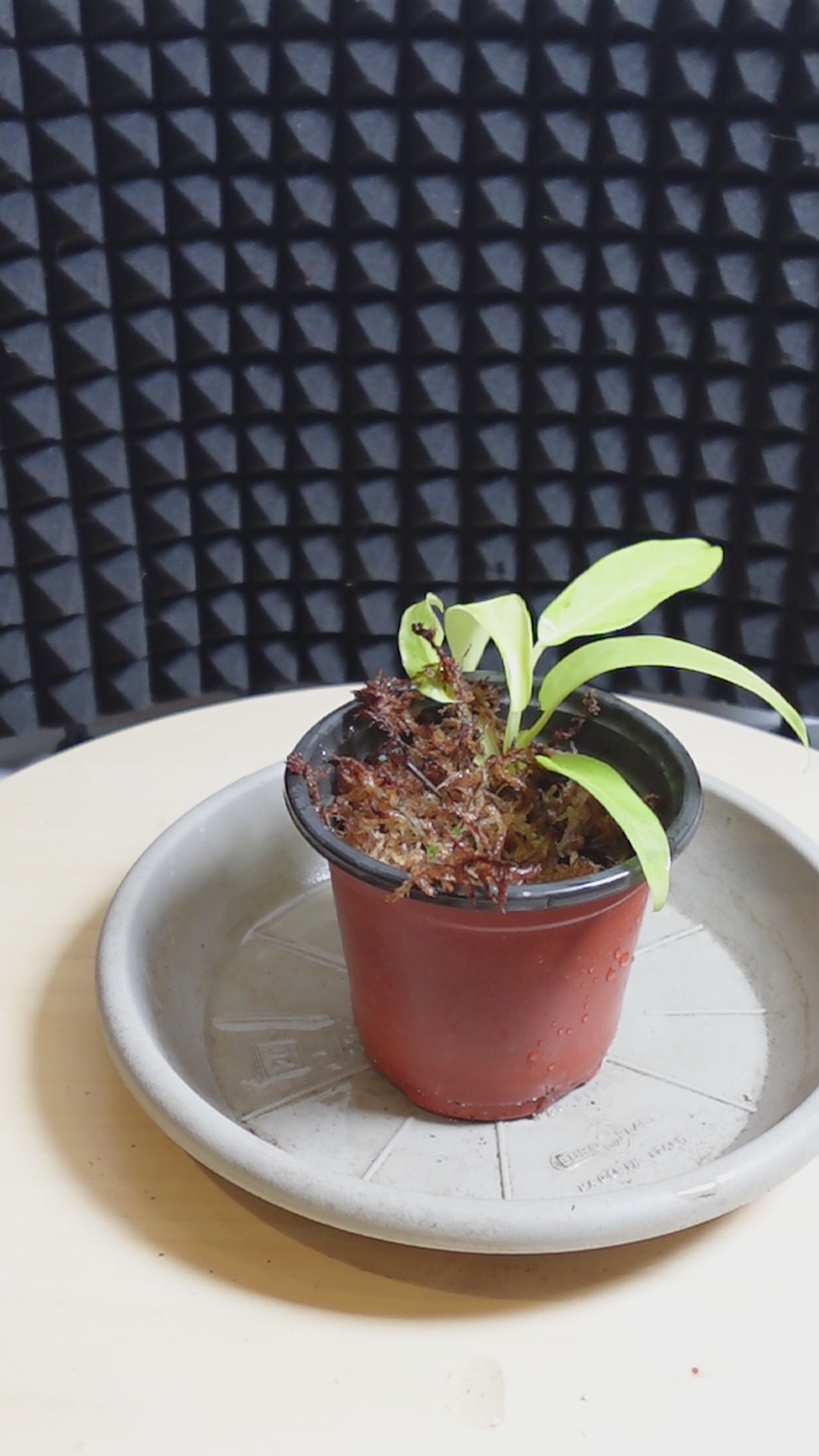 Philodendron thaï sunrise