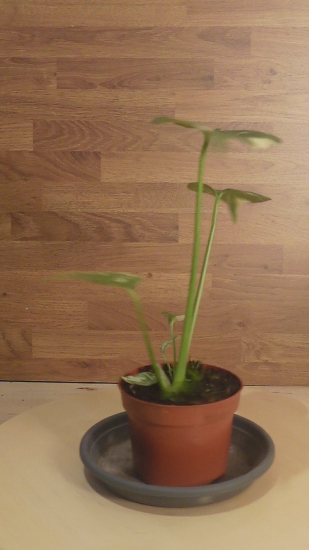 Montera thai constelation