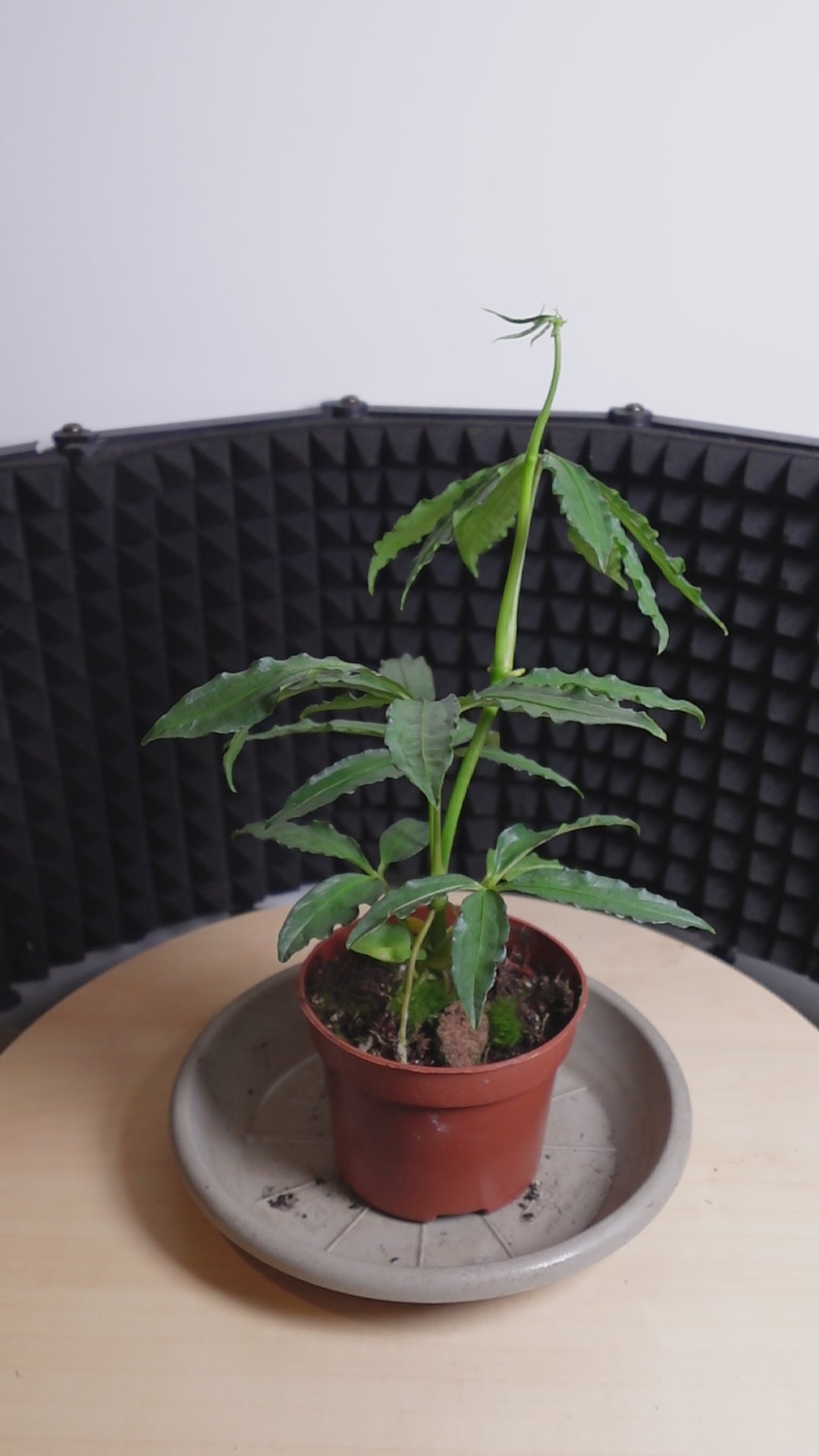 Anthurium polyschistum