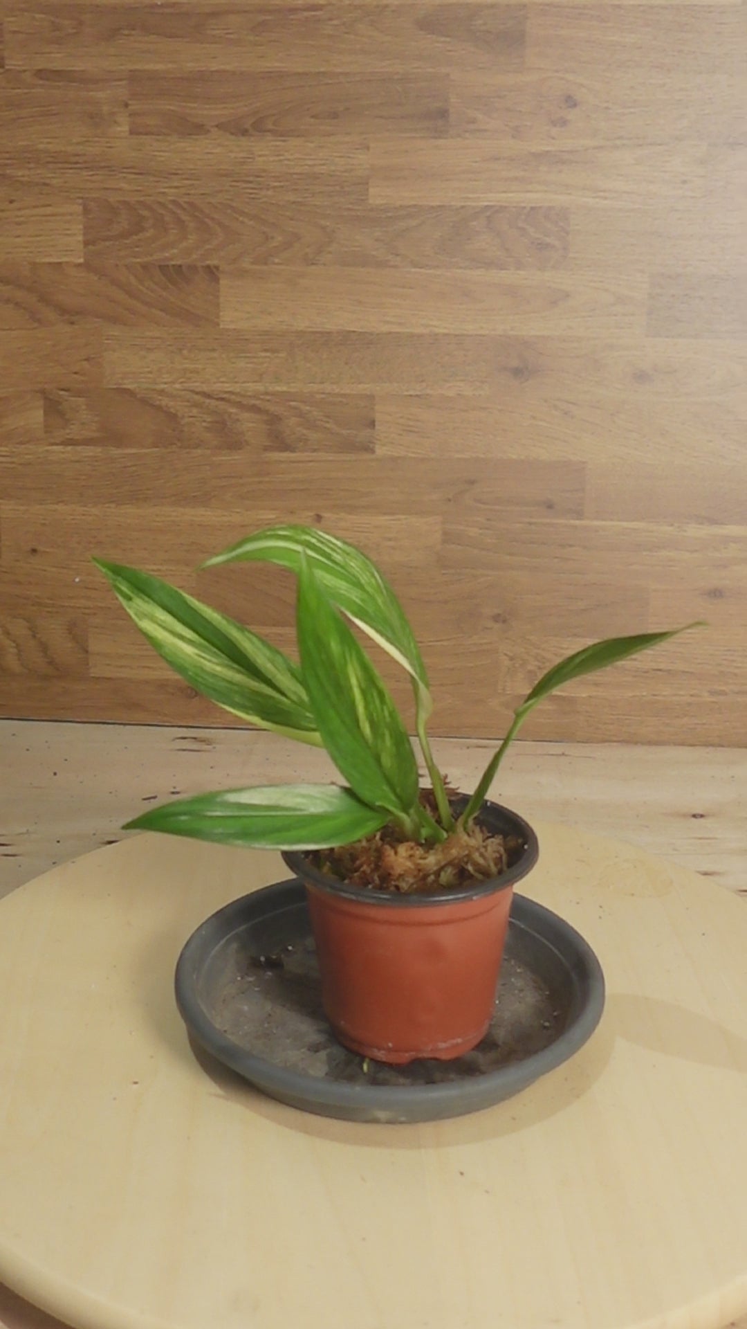 Epipremnum amplissimum 'Variegata'
