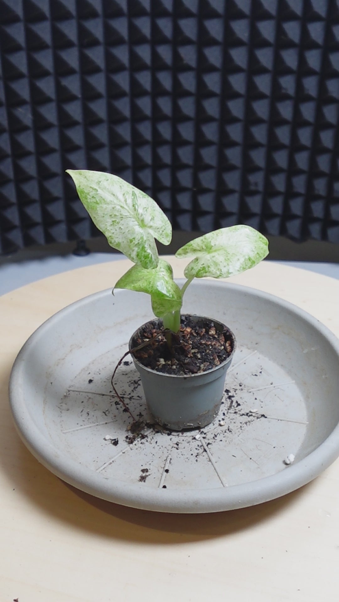 Alocasia macrorrhiza 'Camouflage'