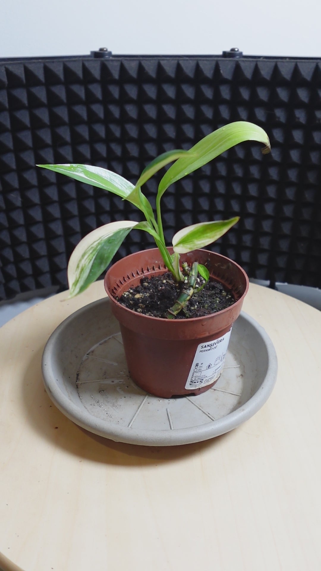 Epipremnum amplissimum 'Variegata'
