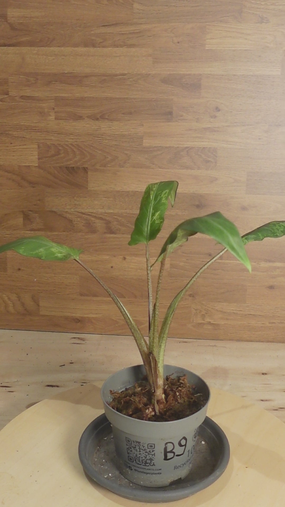 Alocasia lauterbachiana 'Variegata'