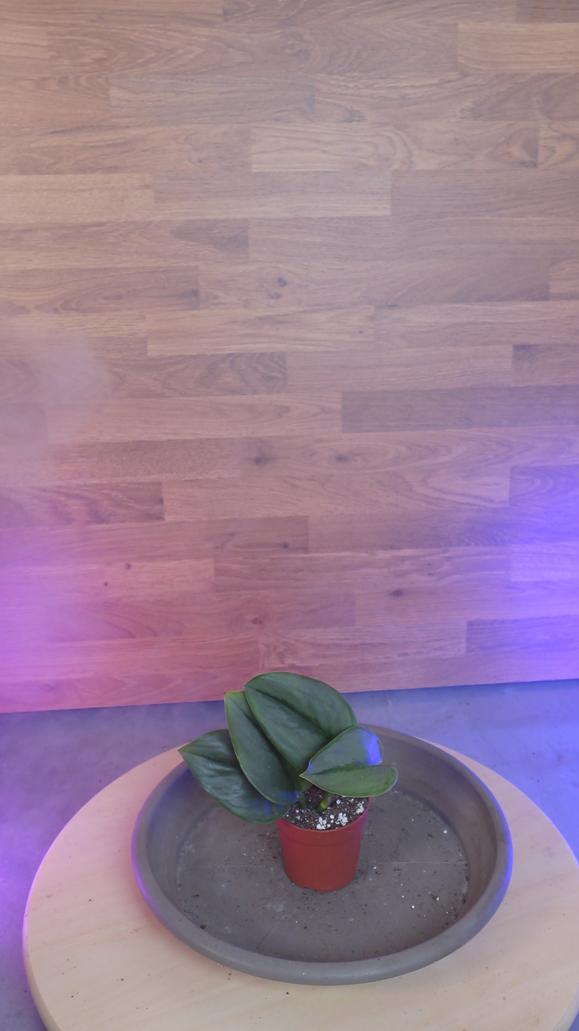 Scindapsus treubii 'Moonlight'