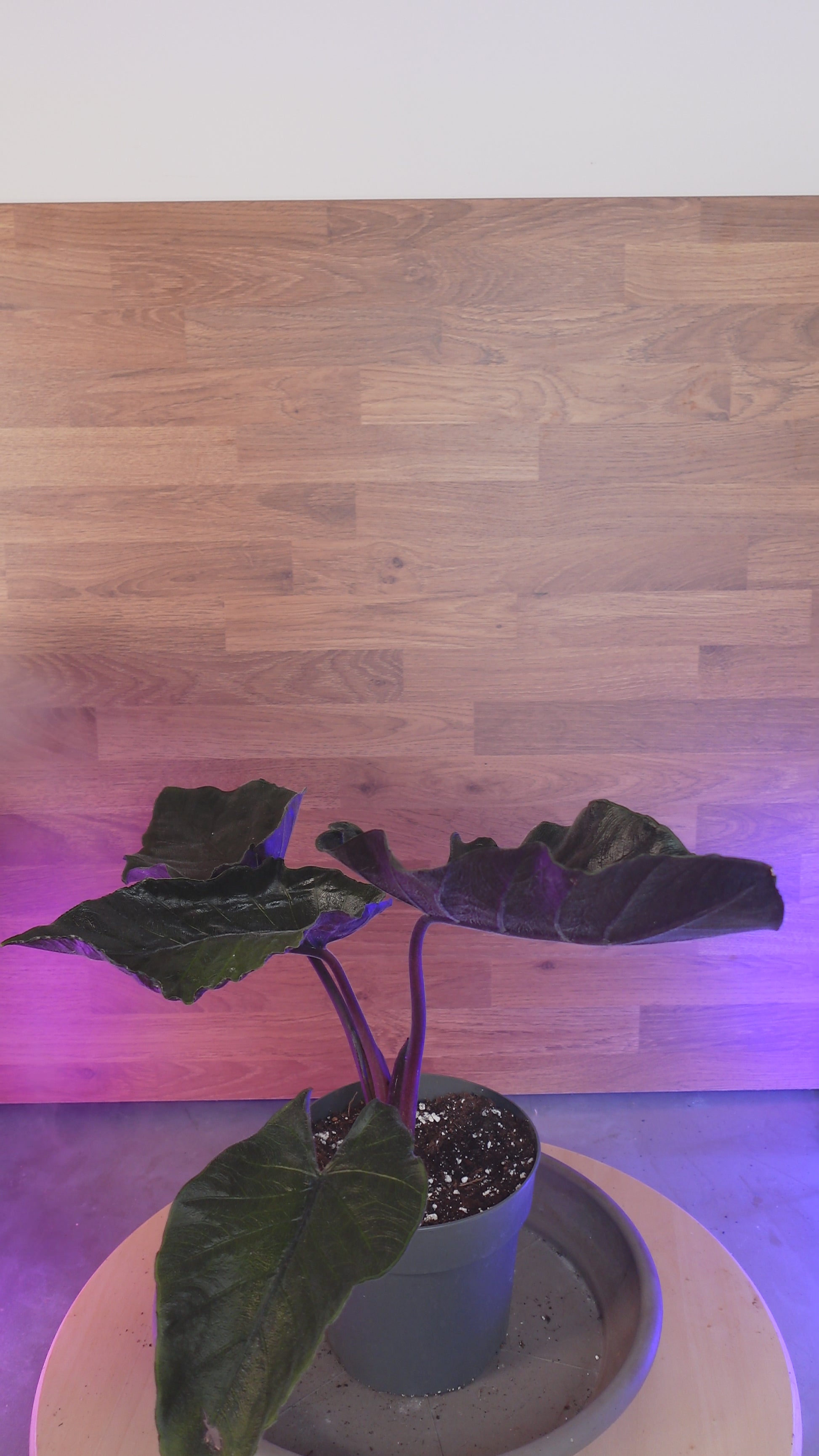 Alocasia 'Antoro Velvet'