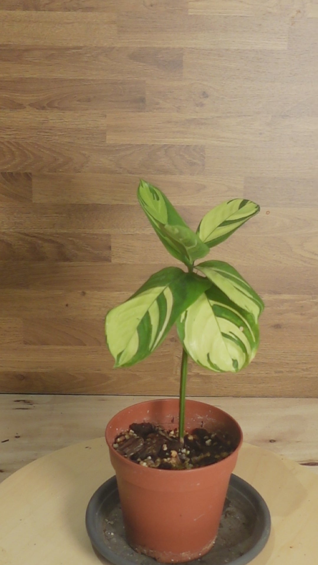 Calathea pilosa