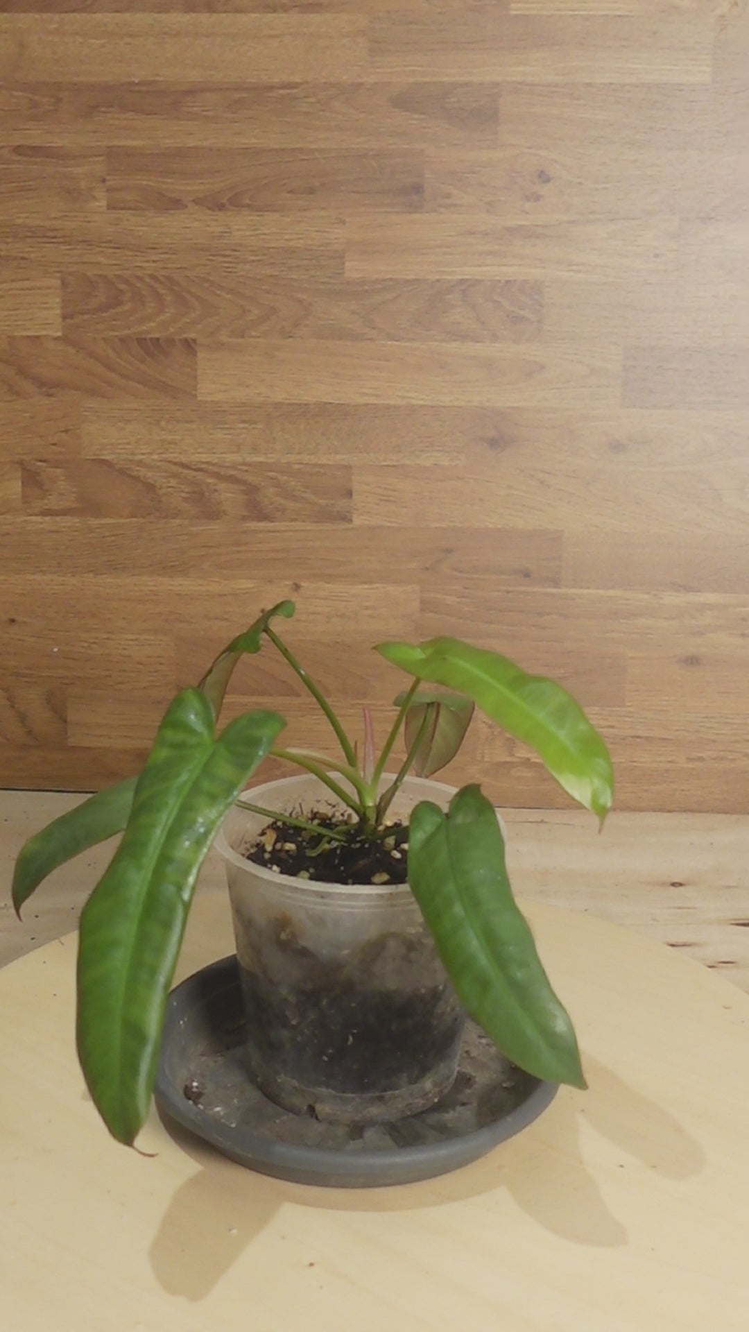 Philodendron atabapoense