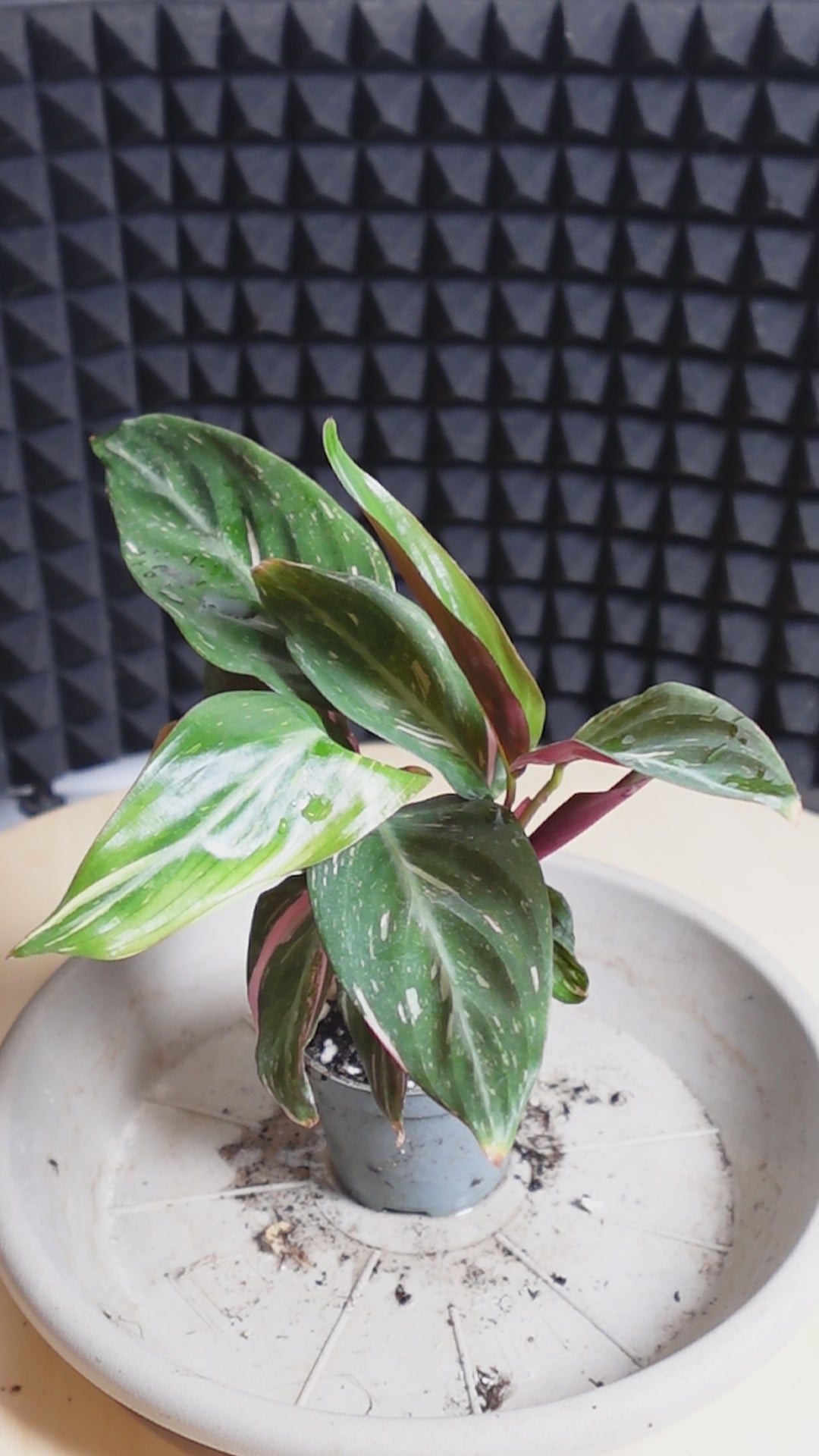 Calathea Stromanthe 'Magic Star'