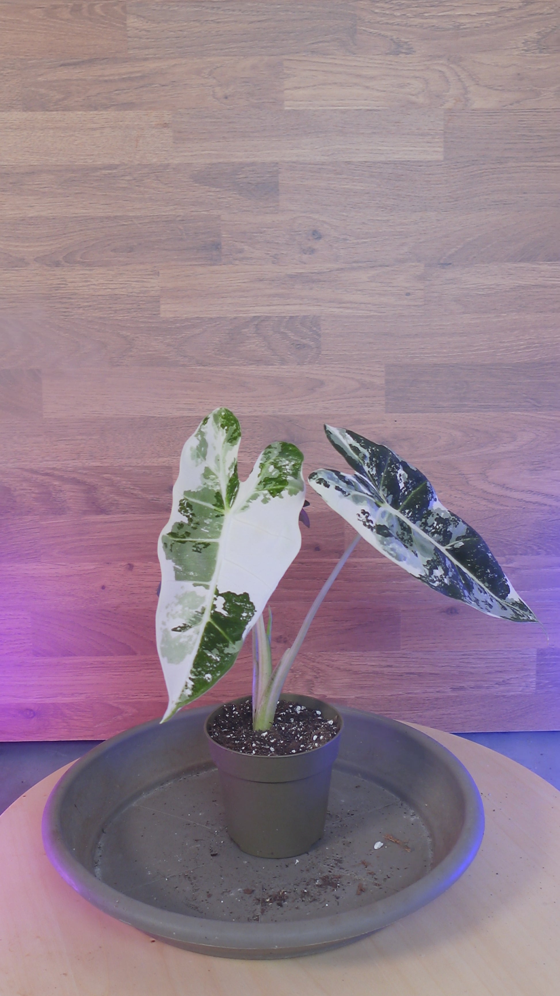 Alocasia frydek variegata