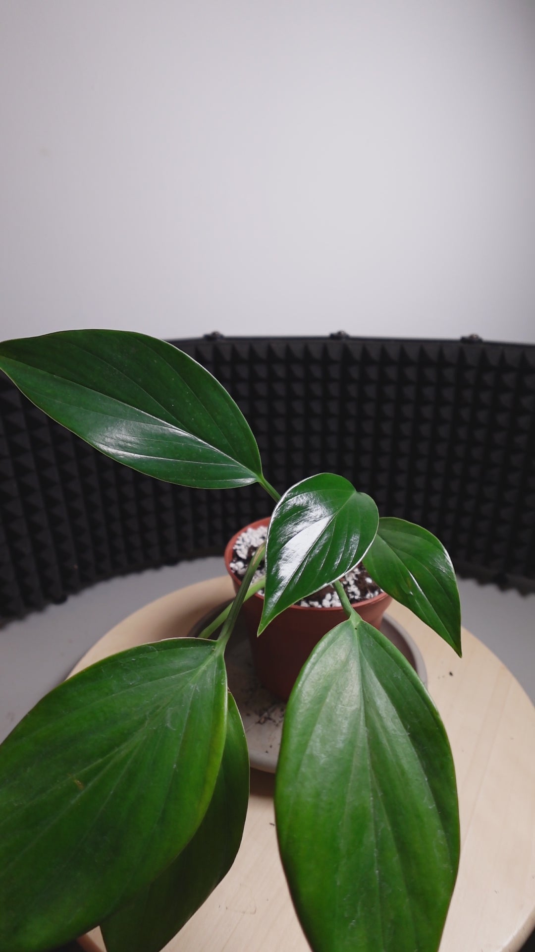 Monstera dragon tail