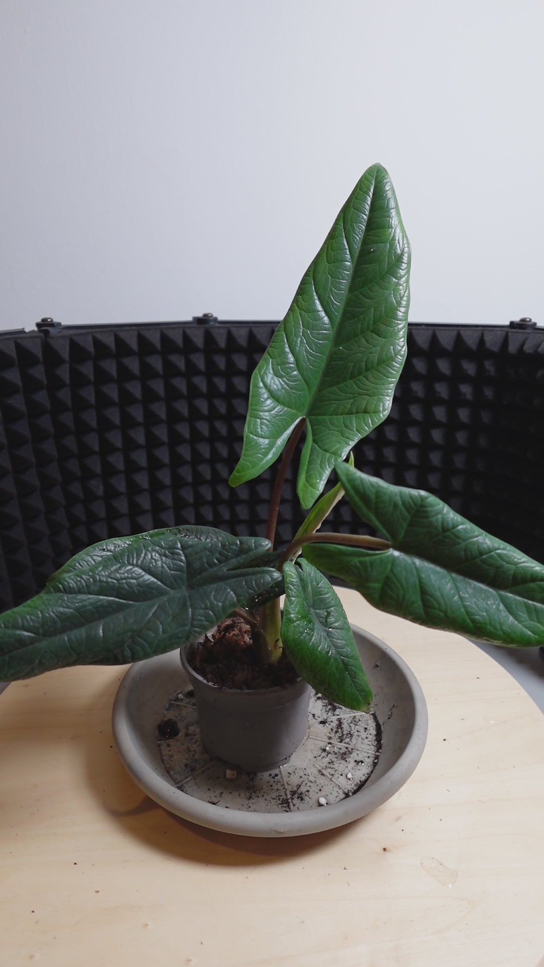 Alocasia scalprum