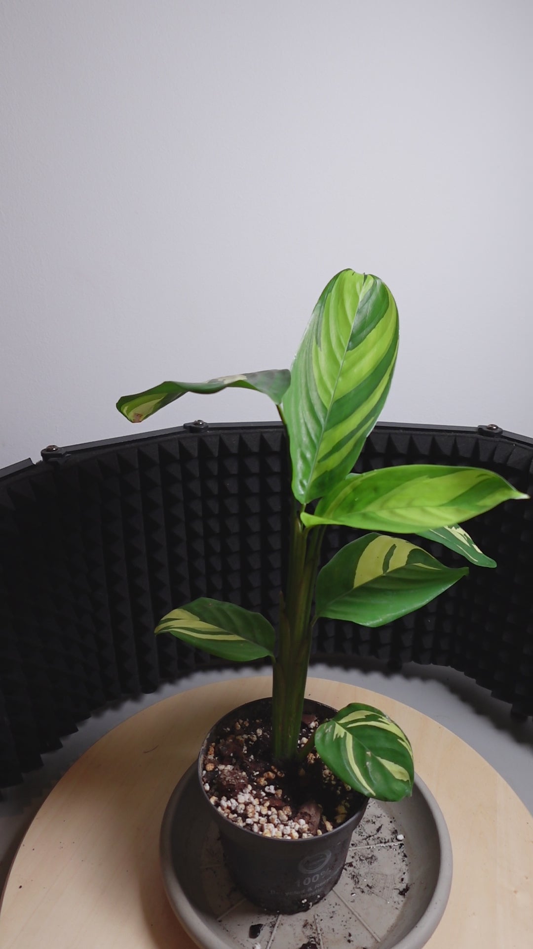 Calathea pilosa