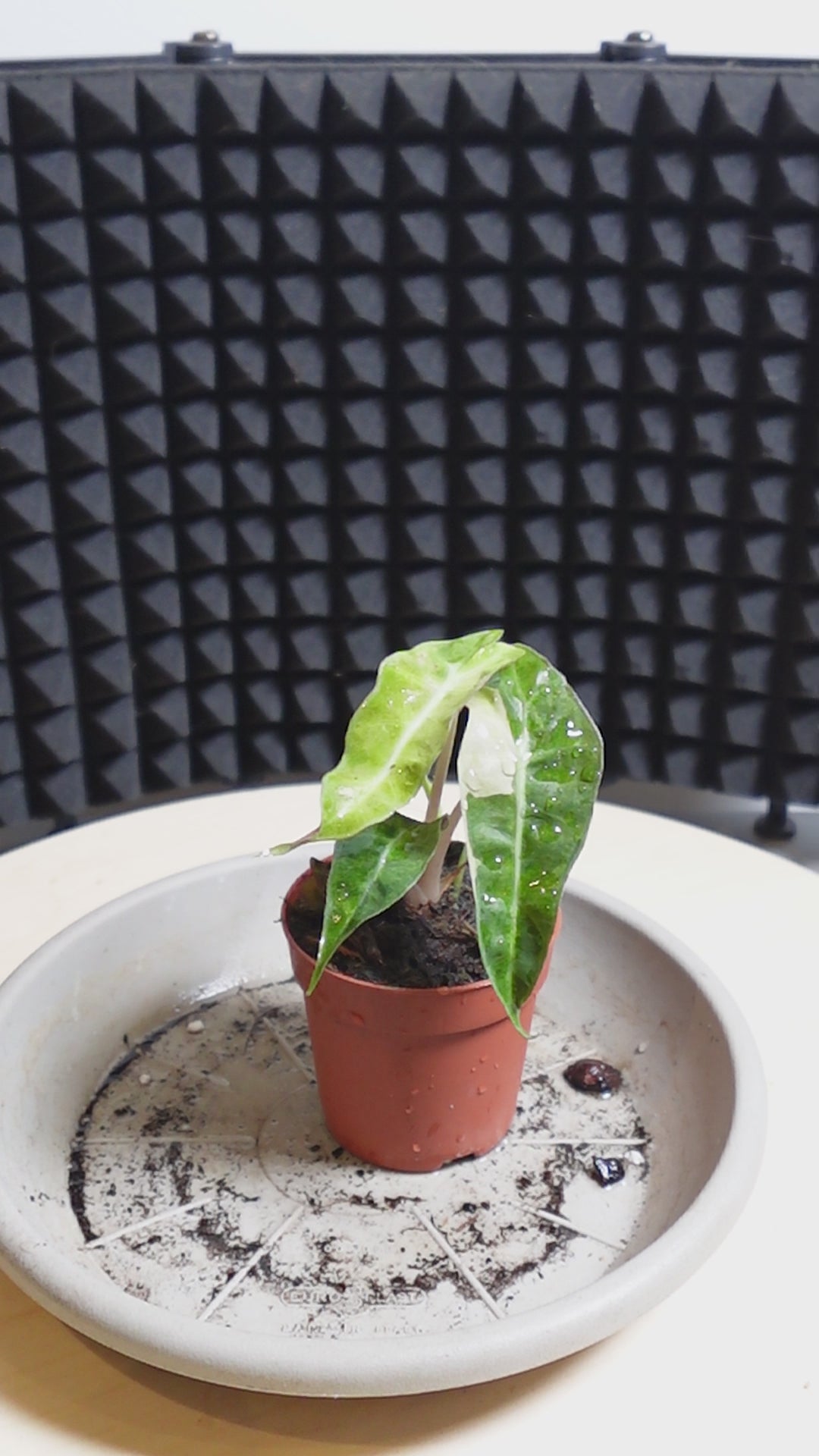 Alocasia 'Polly Variegata Aurea