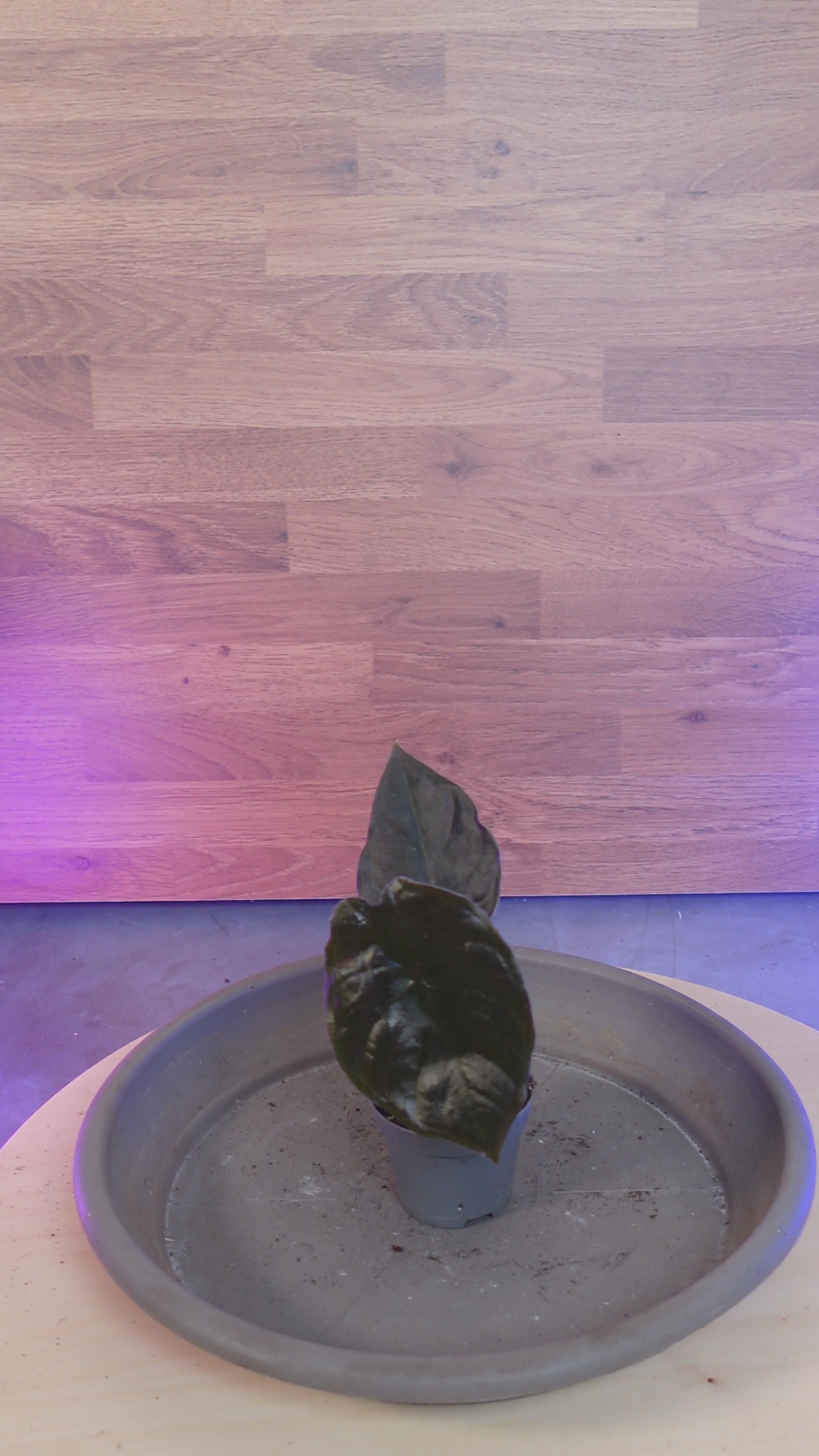 Alocasia infernalis BLACK MAGIC