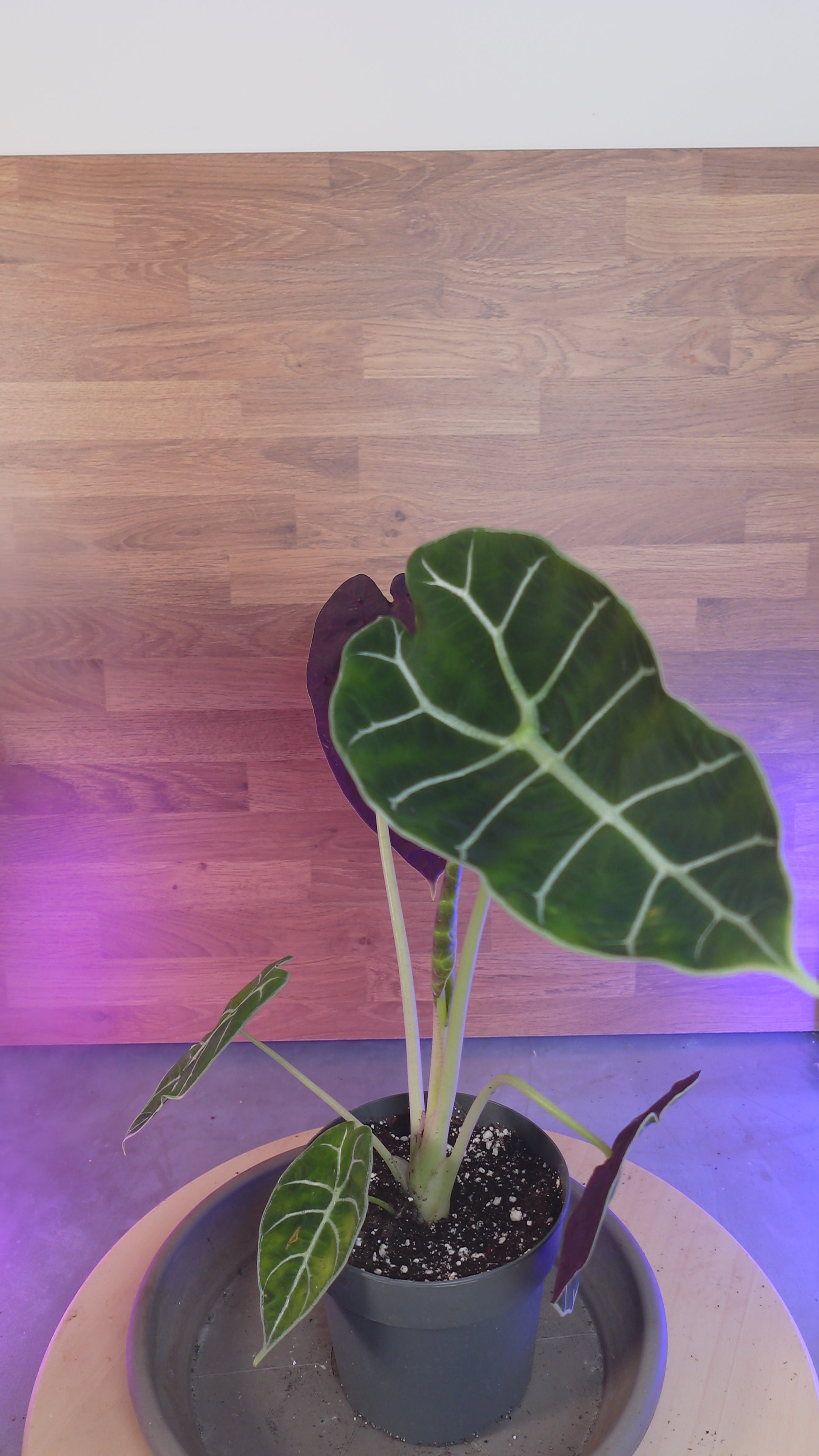 Alocasia  Pride of Curup