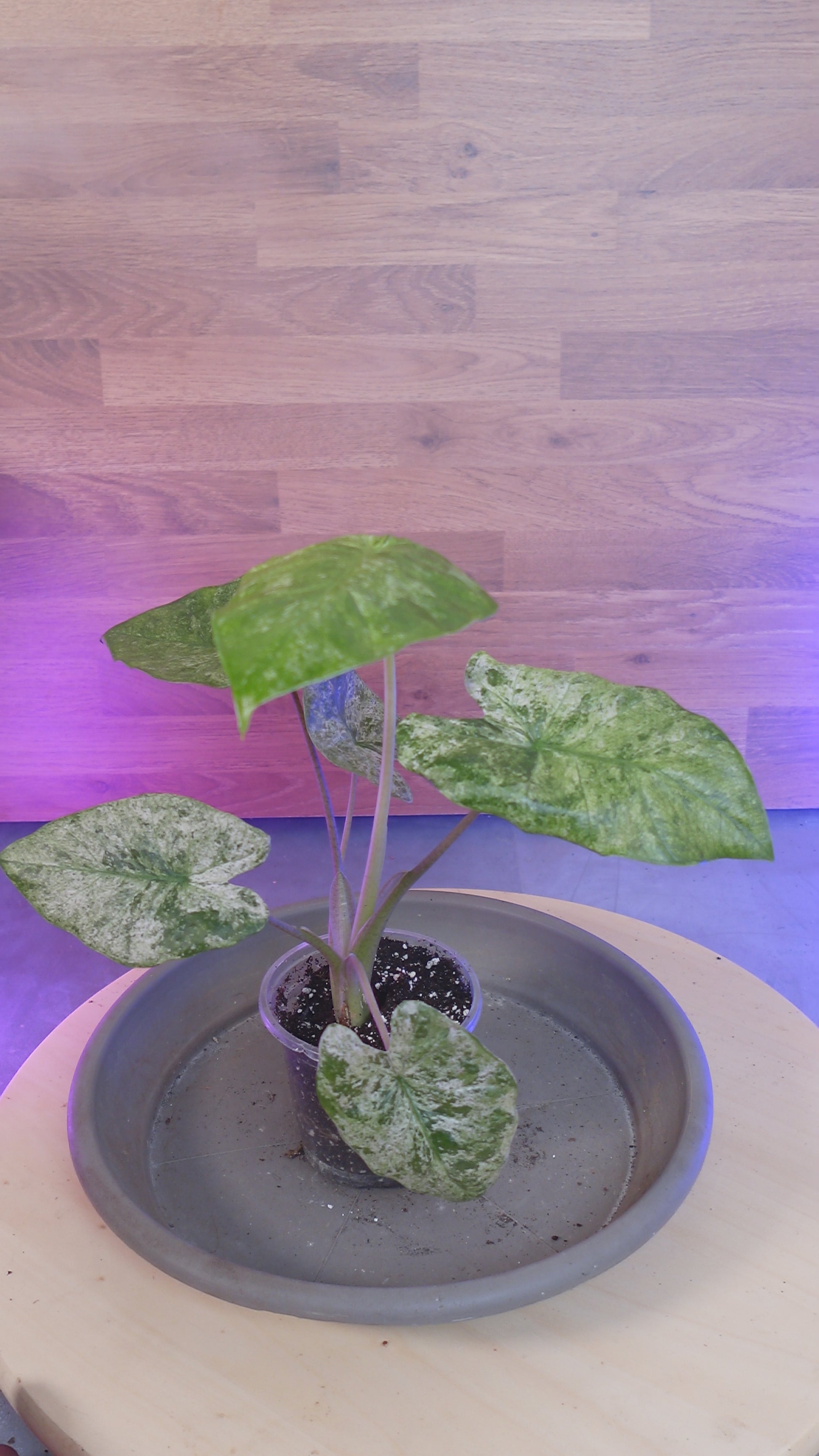 Alocasia macrorrhizos 'Splash'