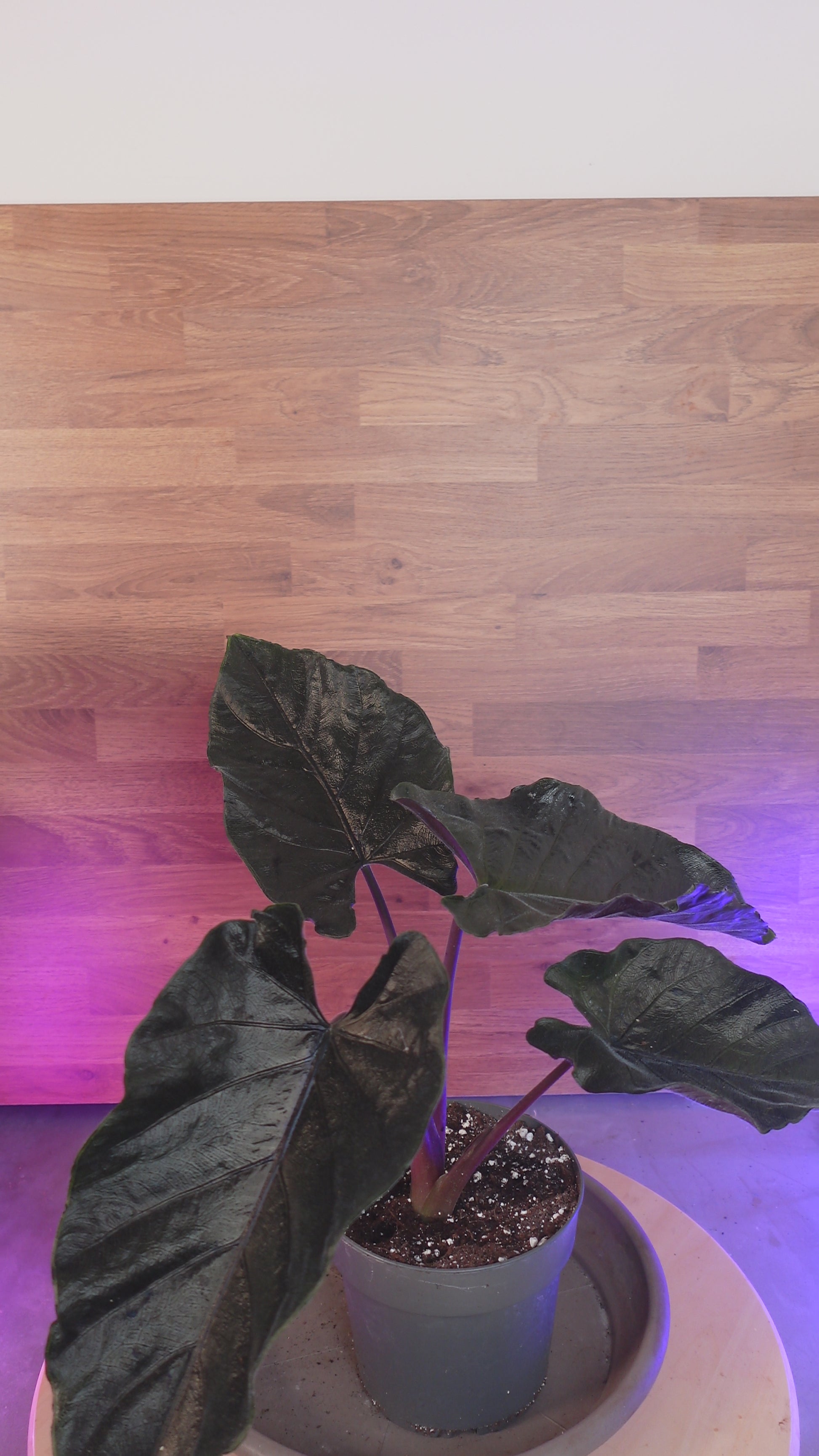 Alocasia 'Antoro Velvet'