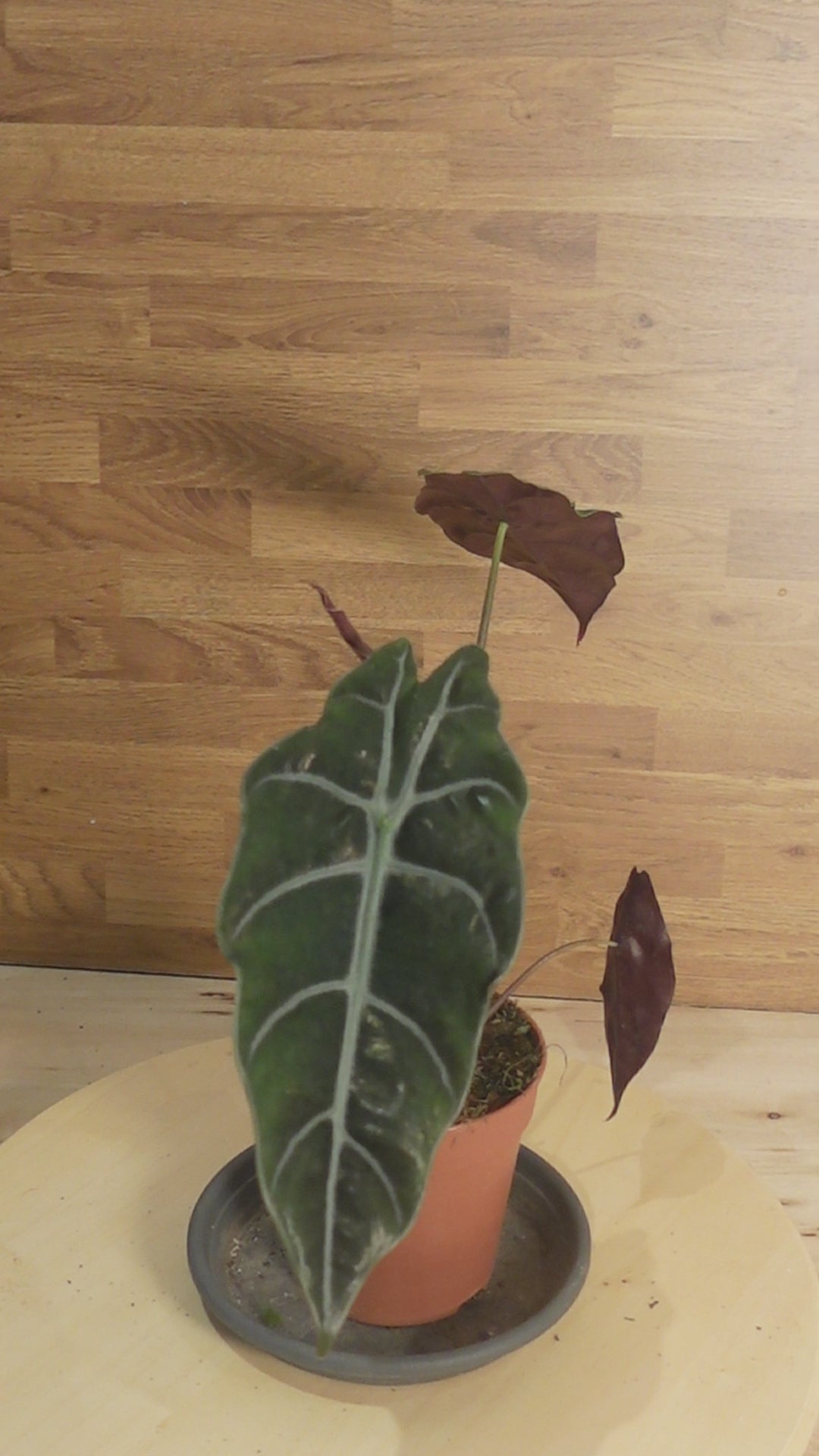 Alocasia chantrieri