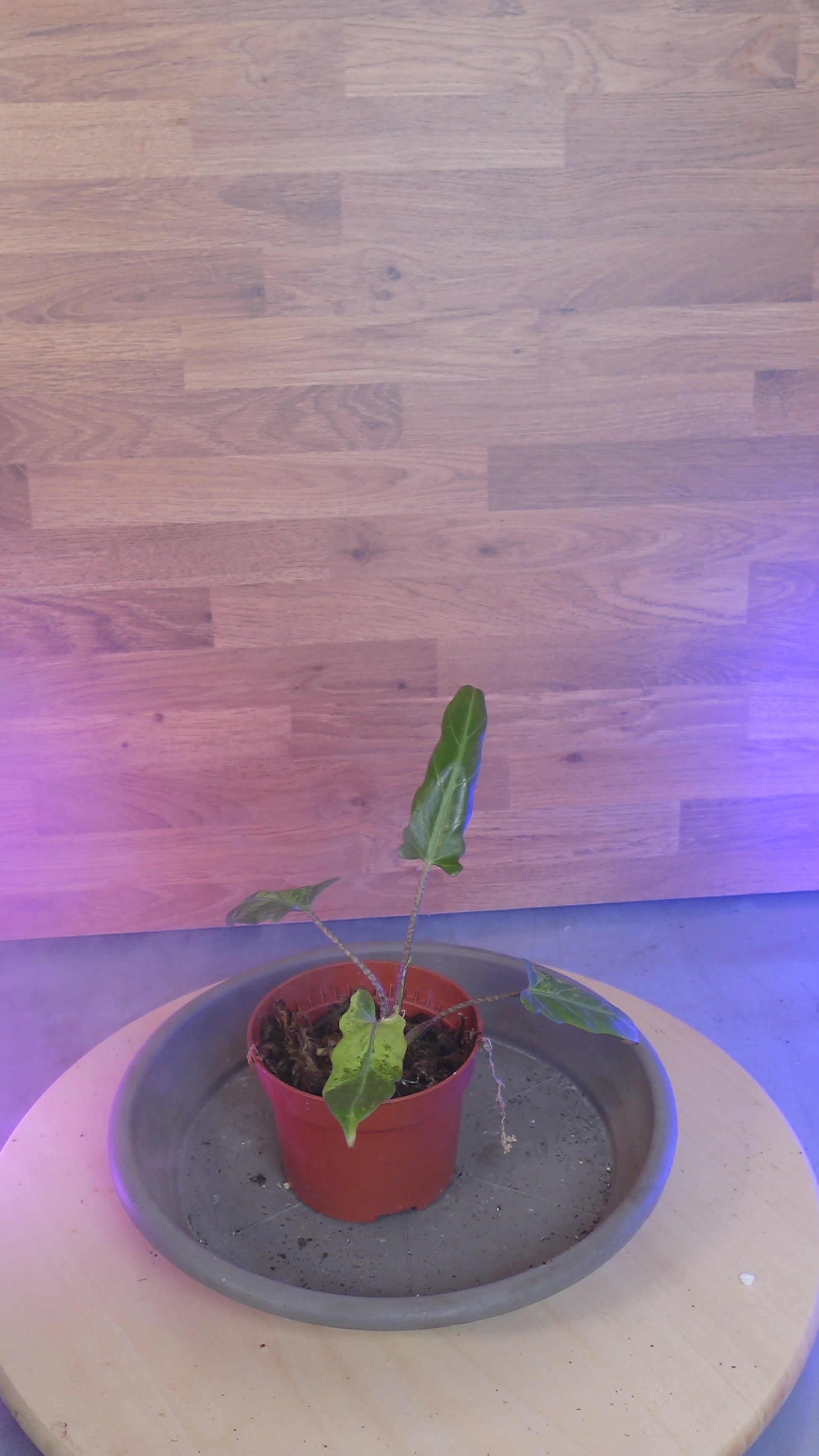 Alocasia lauterbachiana 'Variegata'