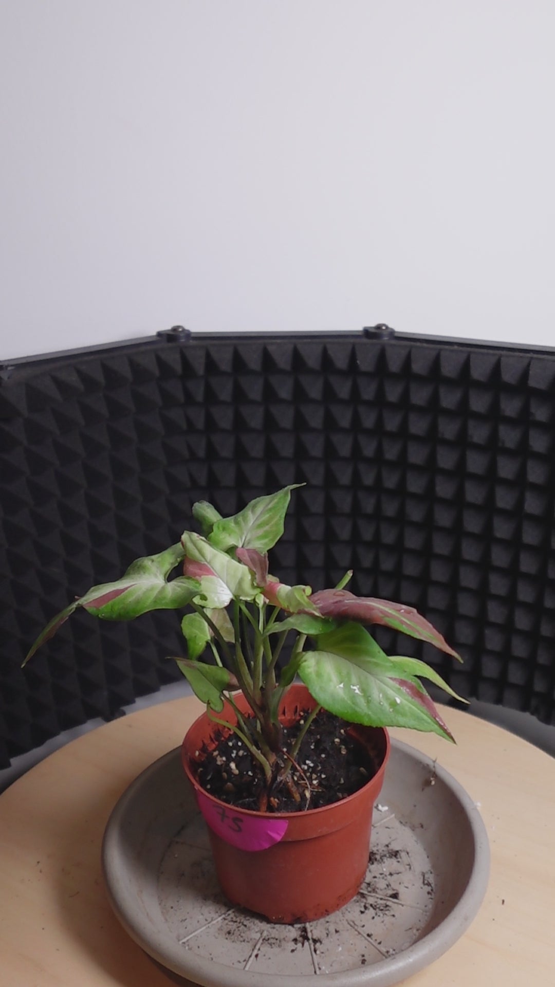 Syngonium 'Orm Nagpum Variegata'