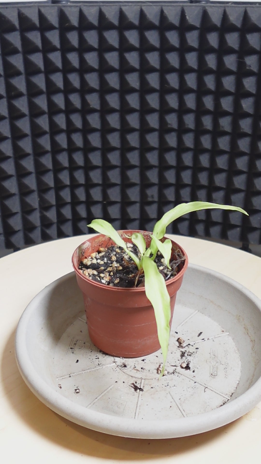 Philodendron thaï sunrise
