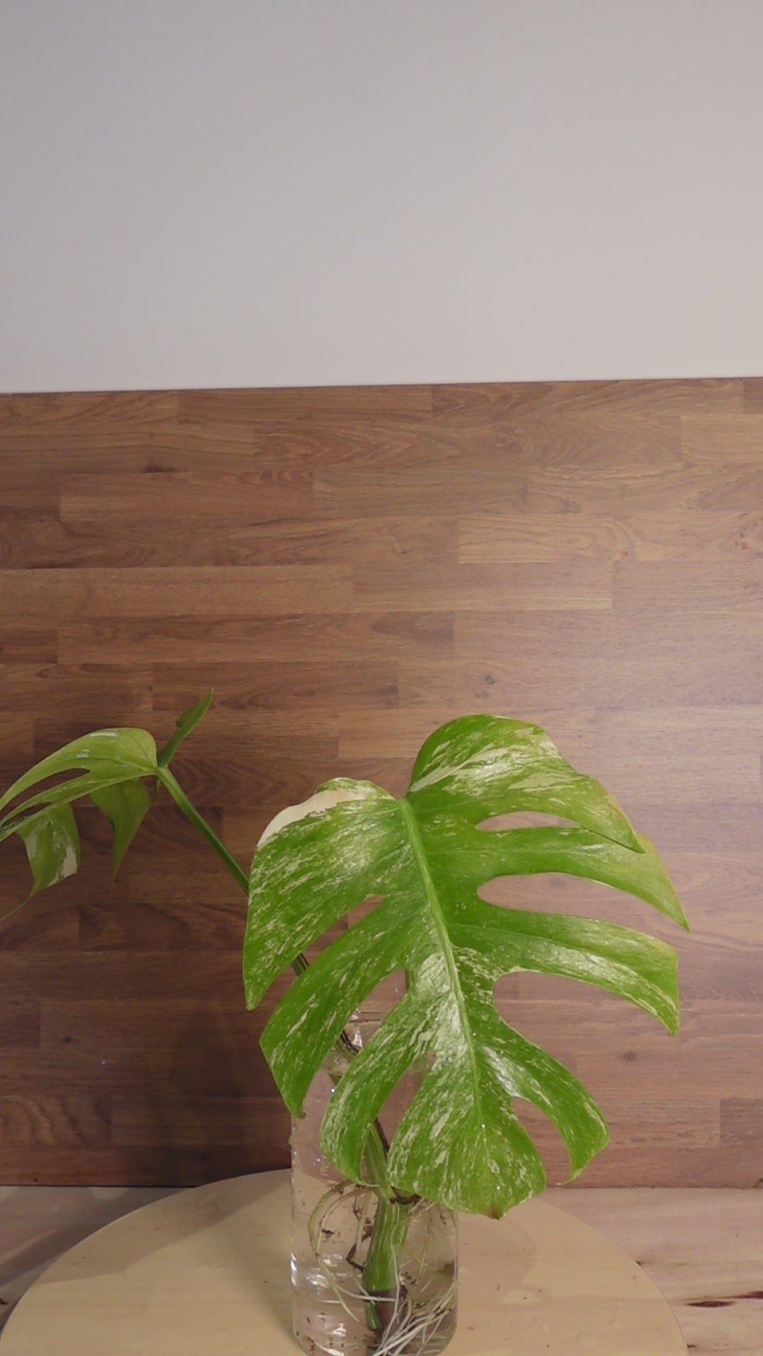 Monstera variegata