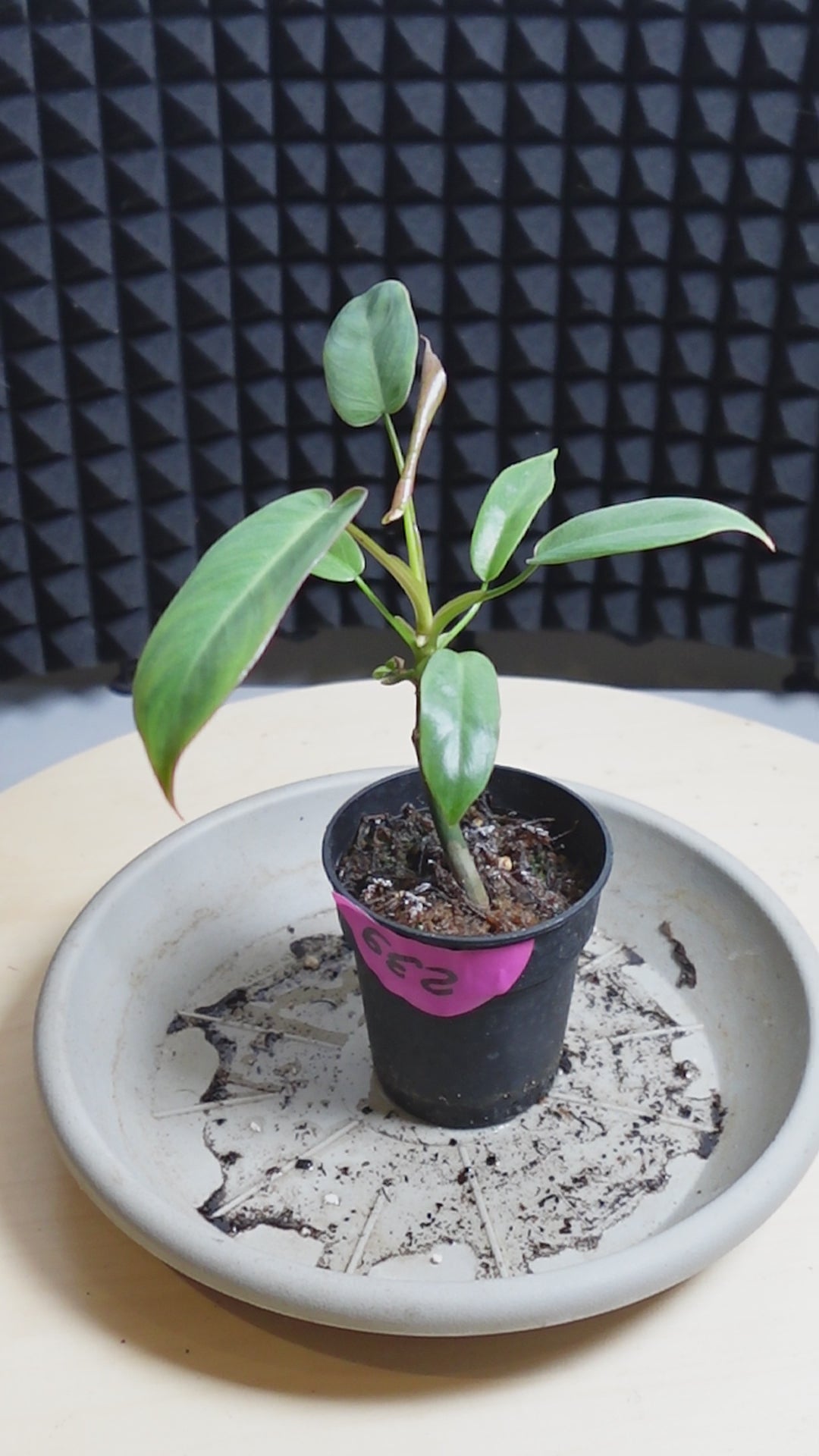 Philodendron atabapoense