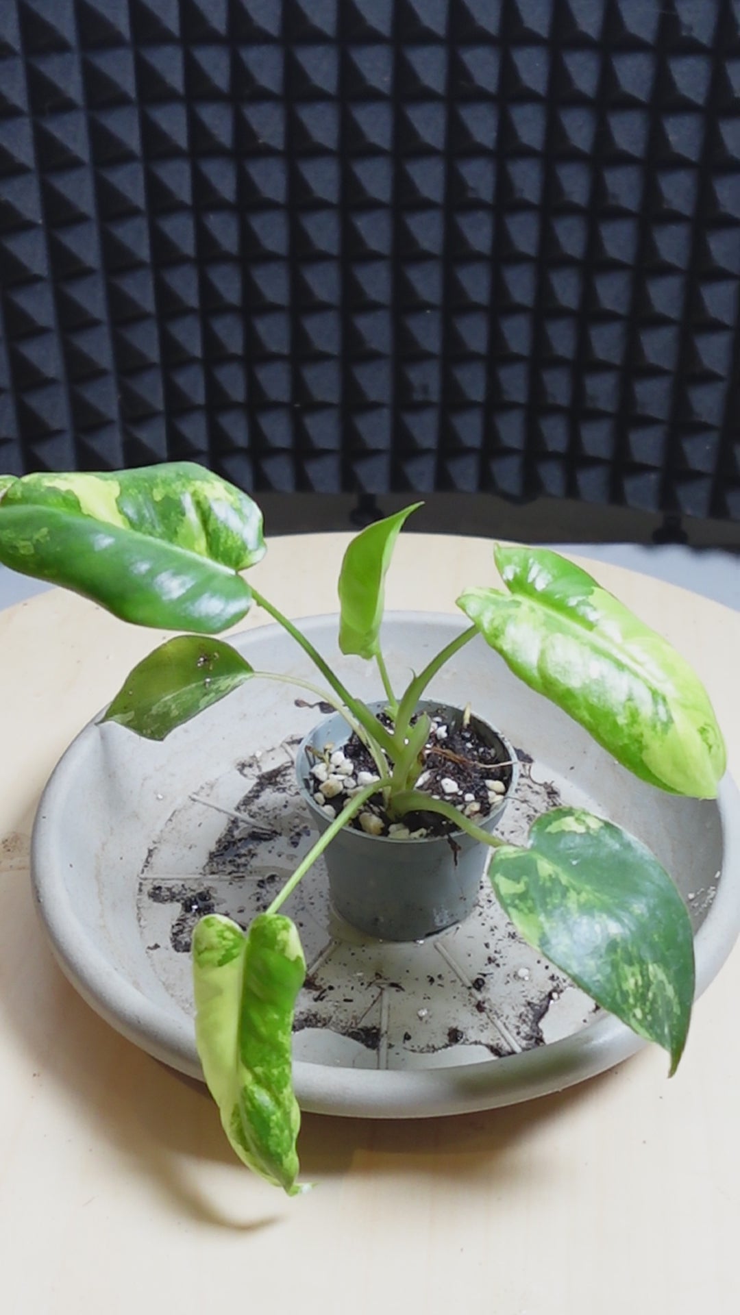 Philodendron burle-marx 'Variegata'