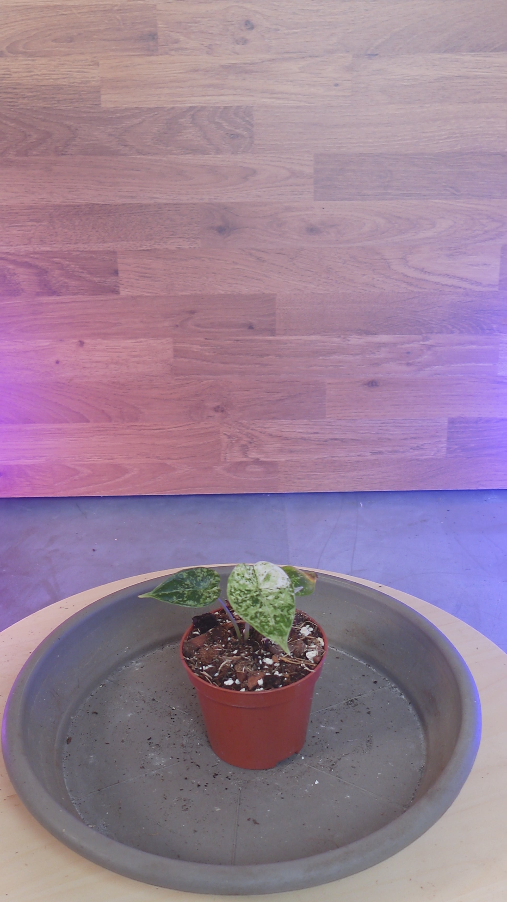 Alocasia dragon scale mint