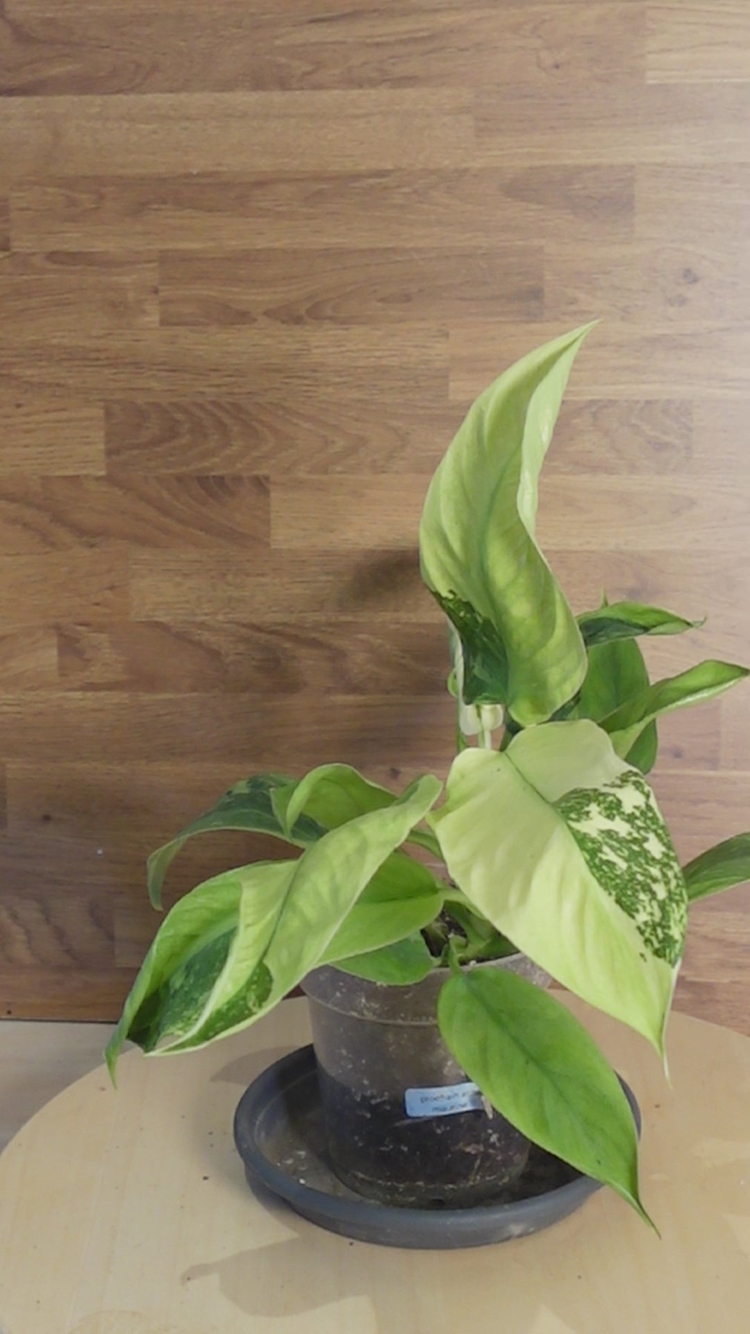 Philodendron 'Jose Buono'