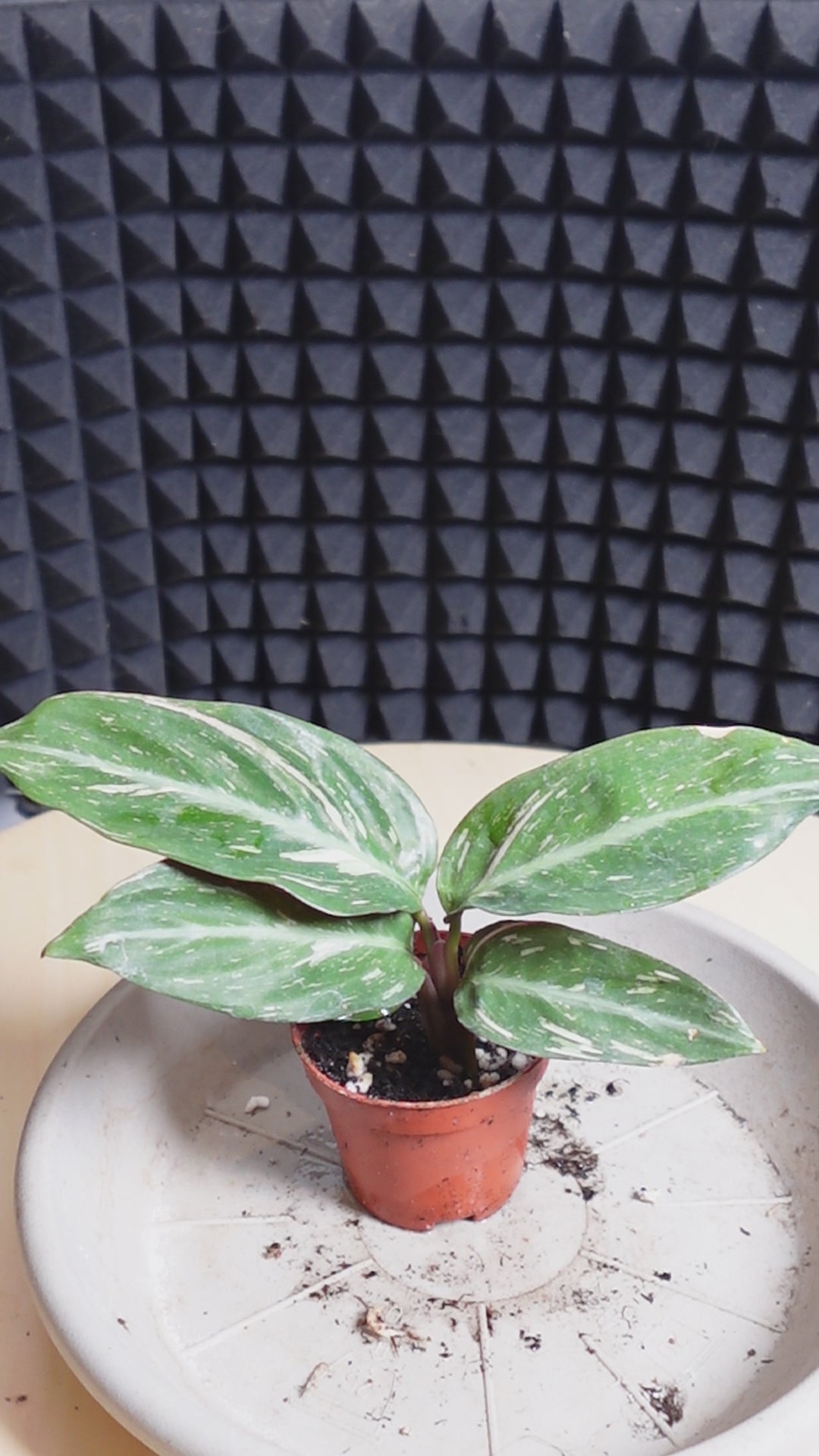 Calathea Stromanthe 'Magic Star'