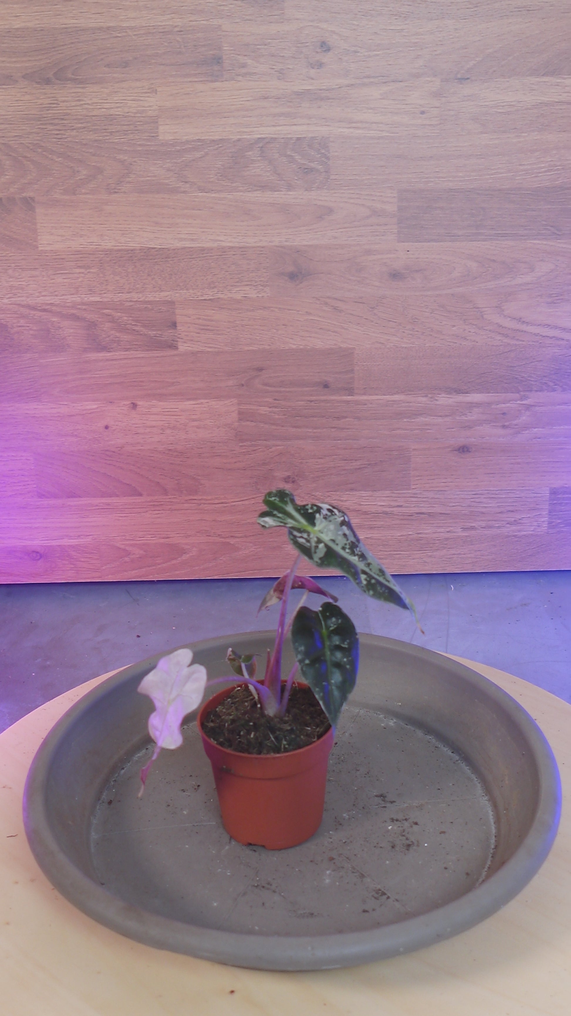 alocasia polly pink variegata