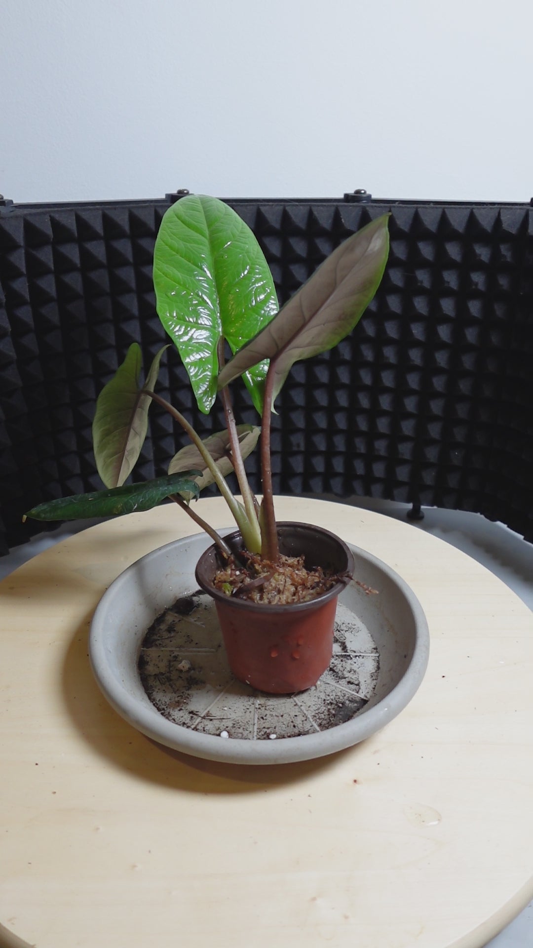 Alocasia scalprum