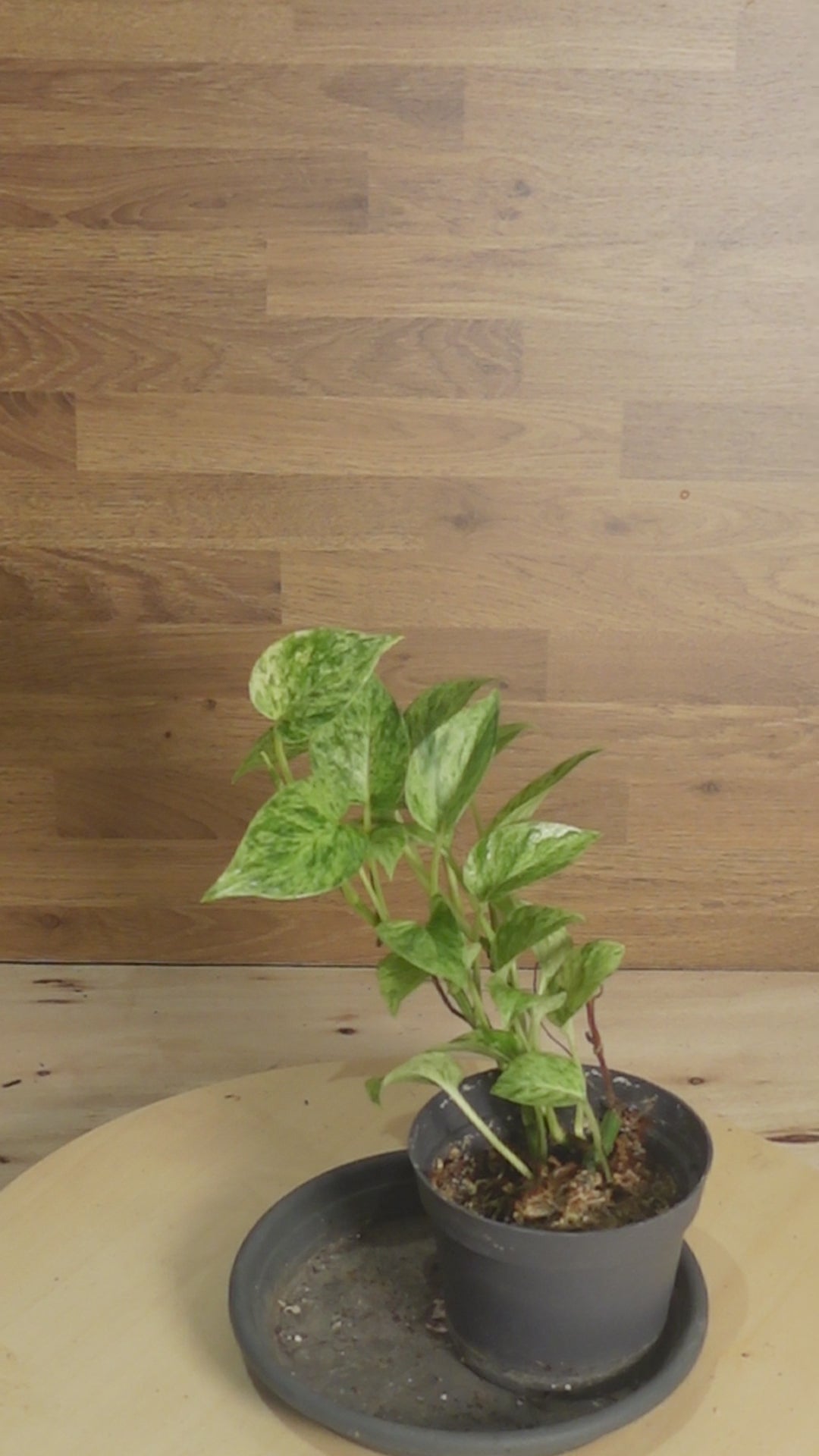 Epipremnum pinnatum 'Marble Queen'