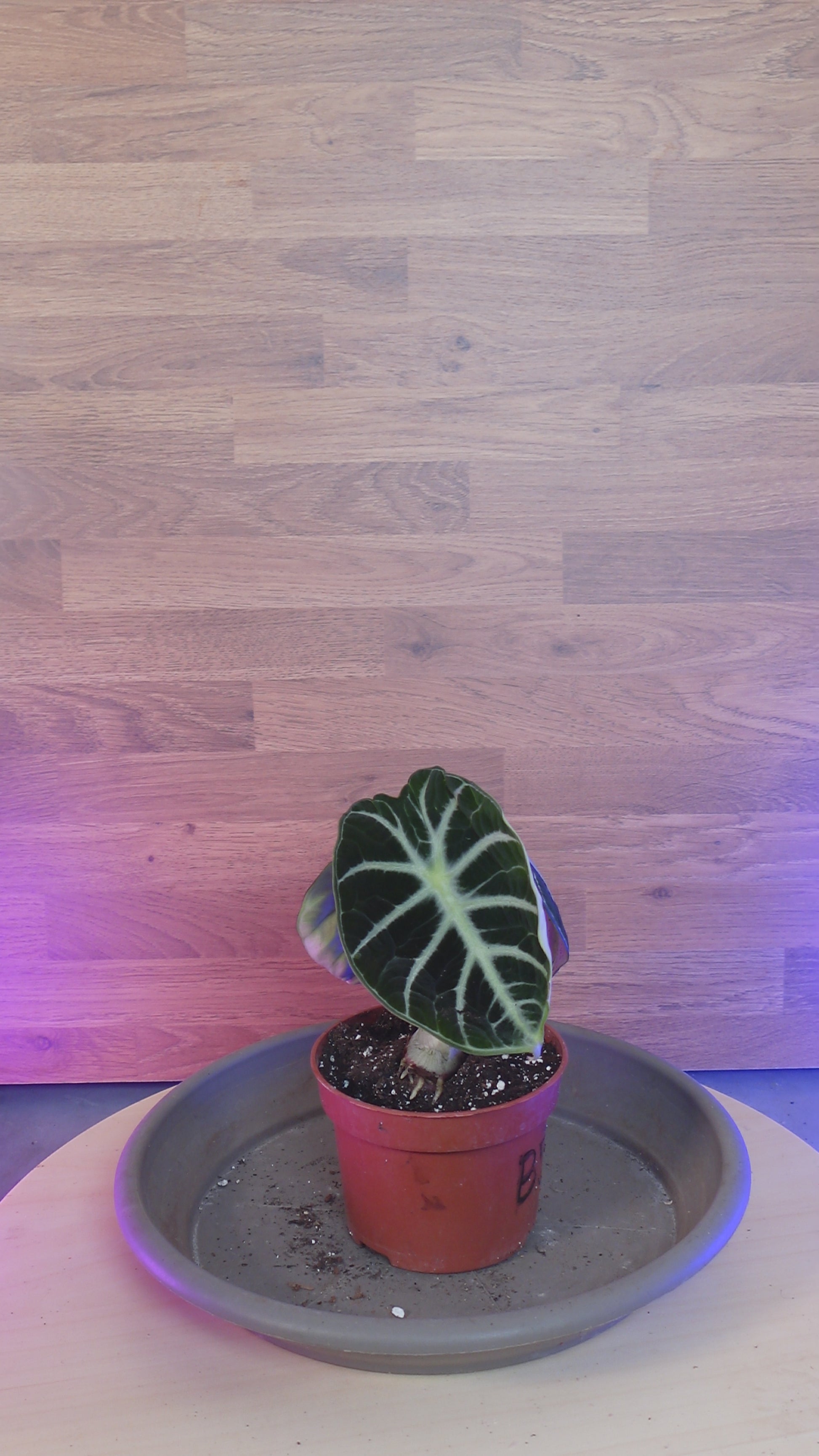 Alocasia black ninja