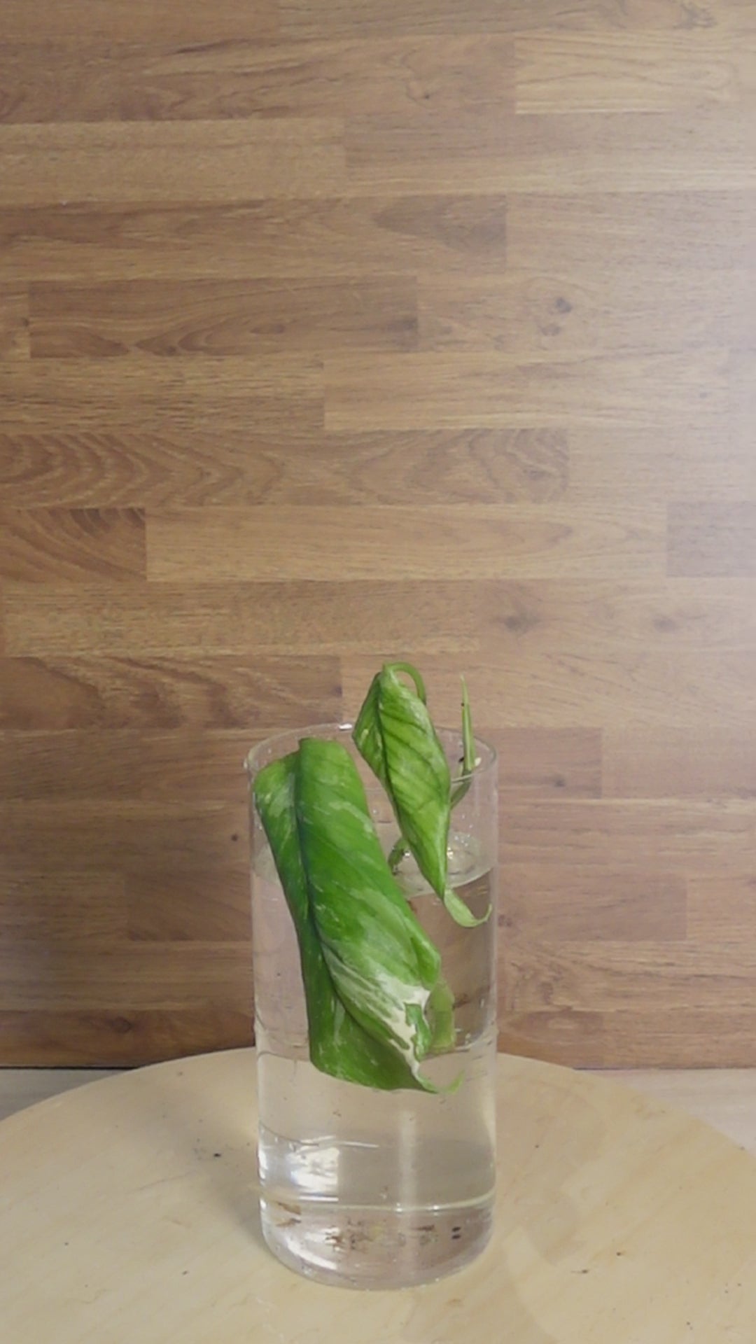 Monstera lechleriana 'Variegata'