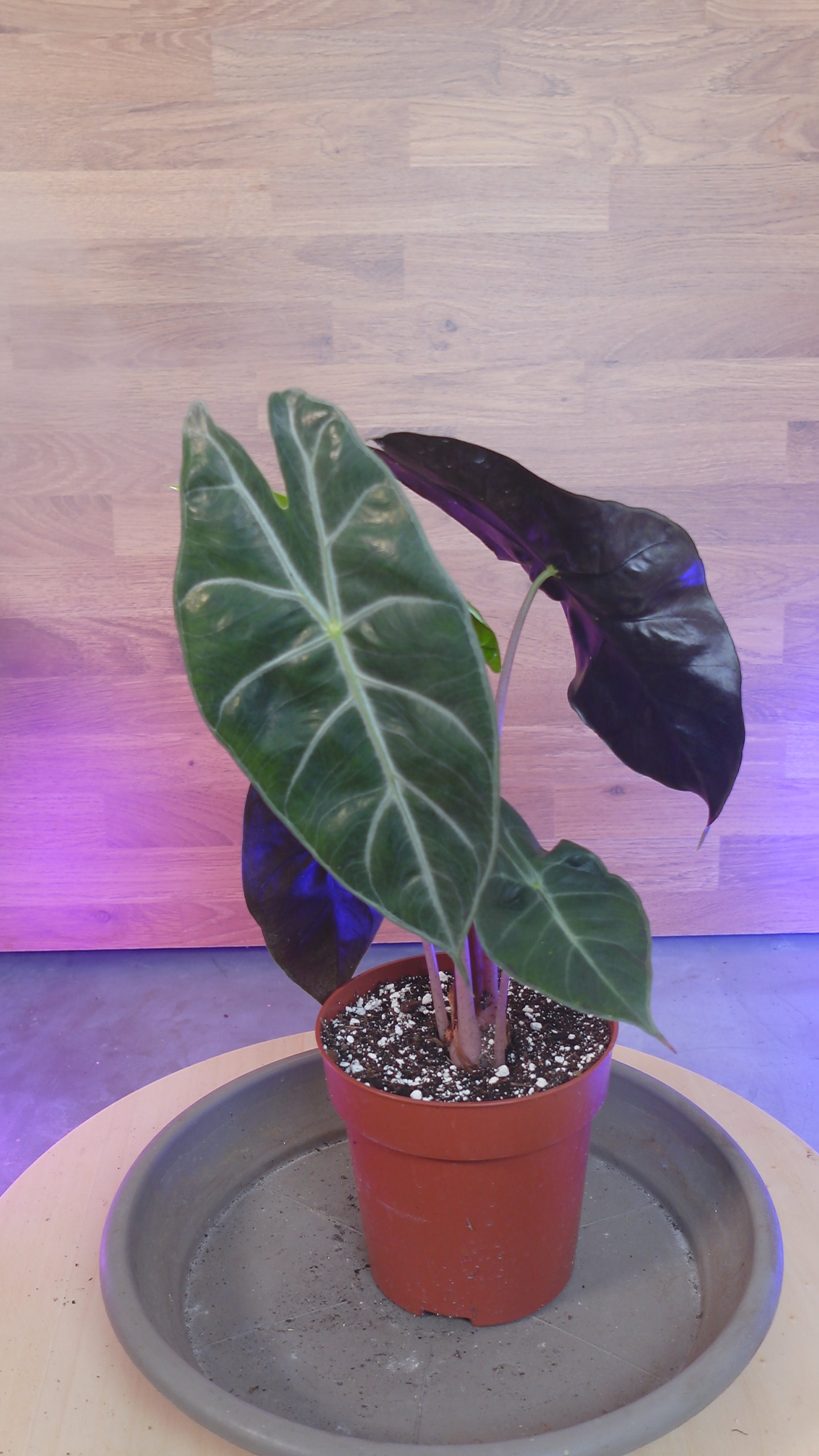 Alocasia pink dragon