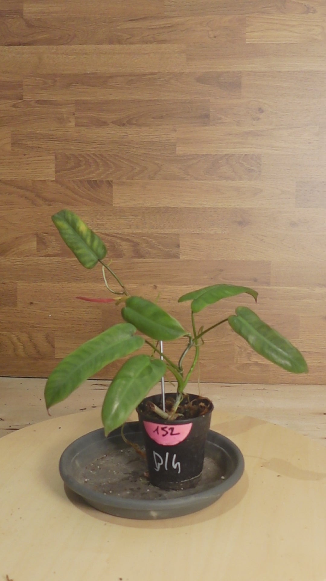 Philodendron atabapoense