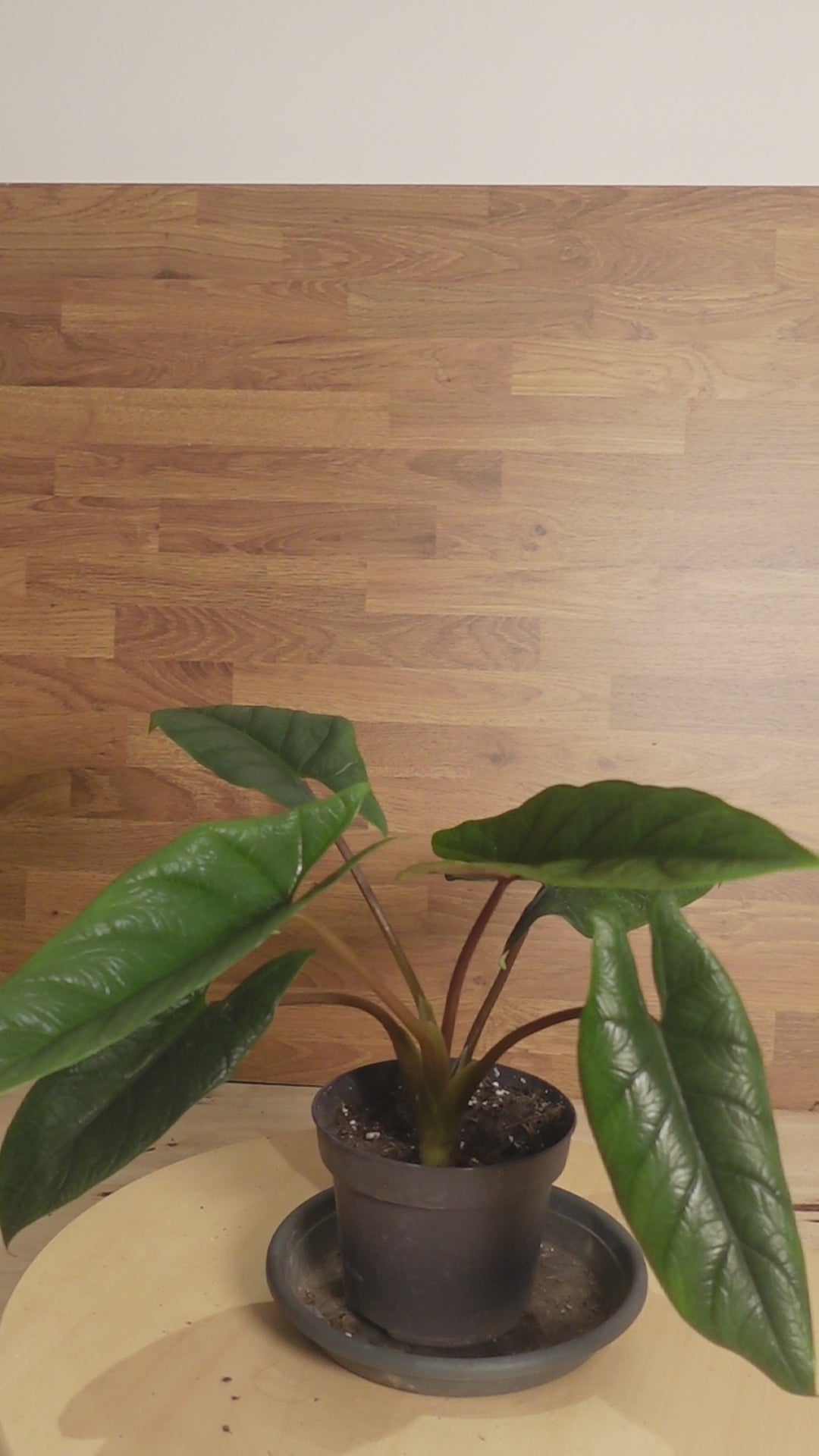 Alocasia scalprum