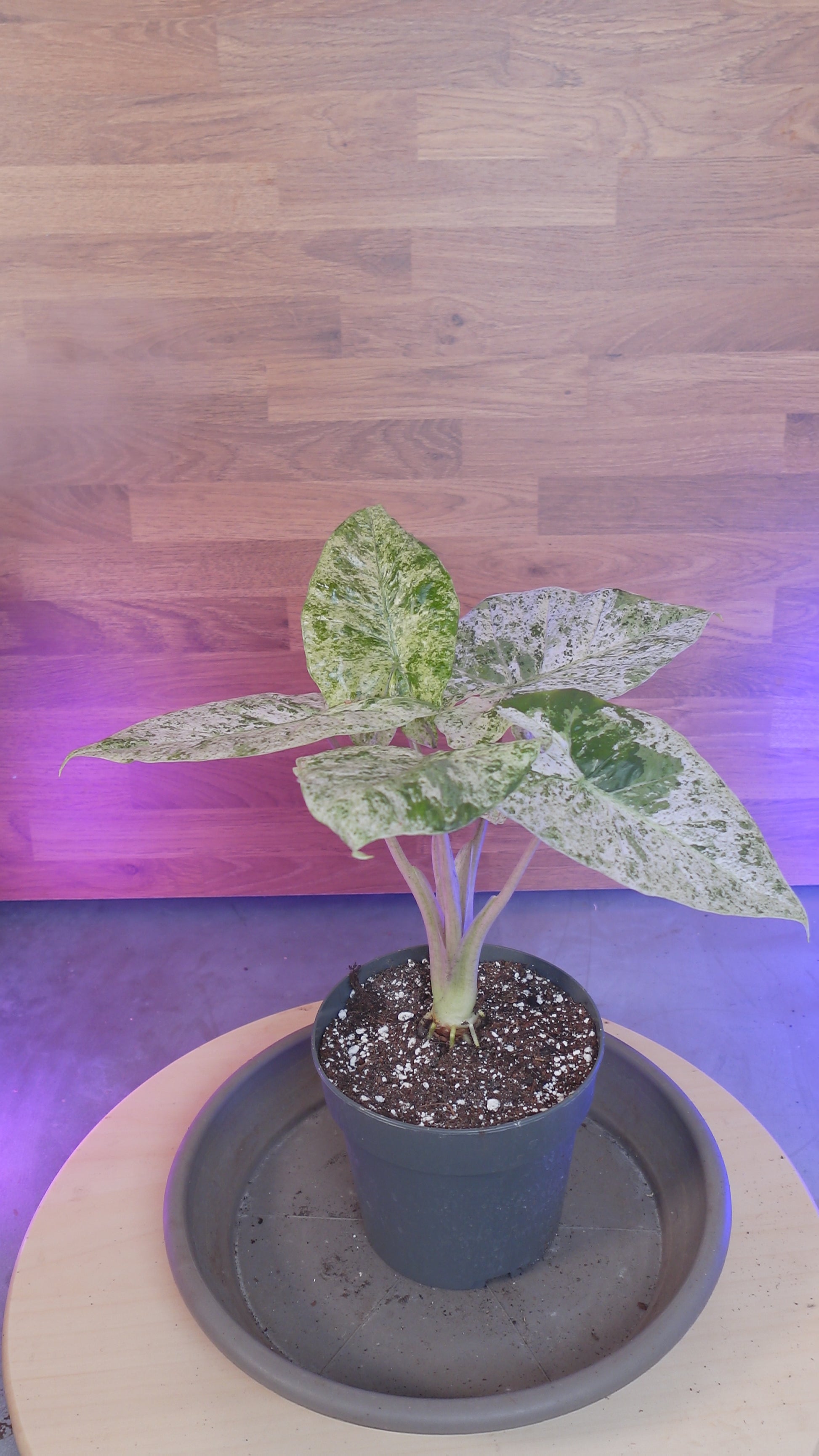 Alocasia macrorrhizos 'Splash'