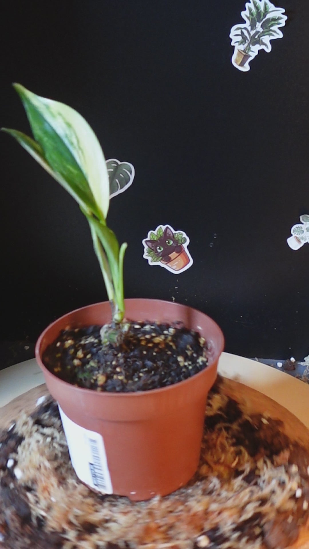 Epipremnum amplissimum 'Variegata'