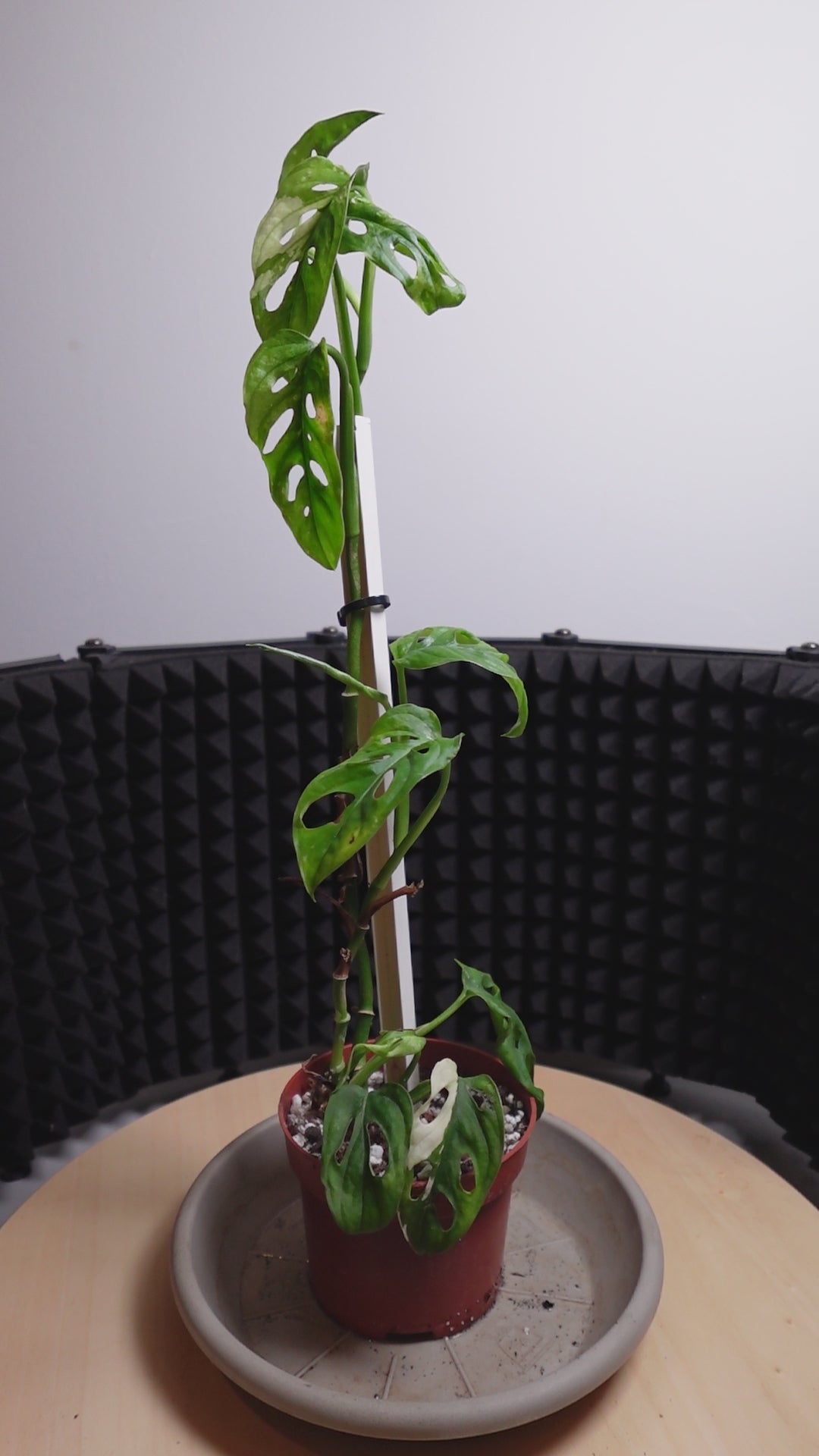 Monstera adansonii variegata