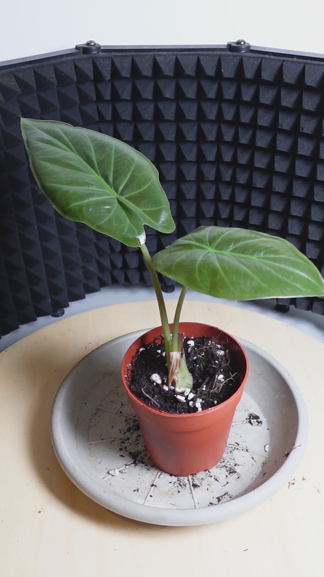 alocasia regal sheild