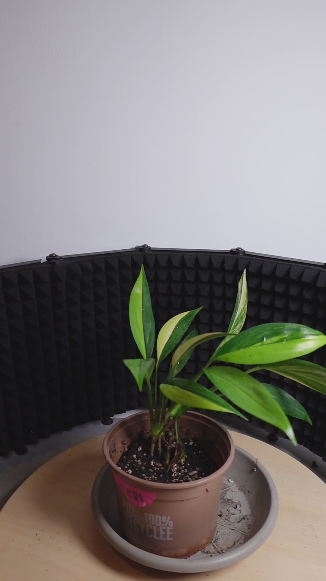 Epipremnum amplissimum 'Variegata'