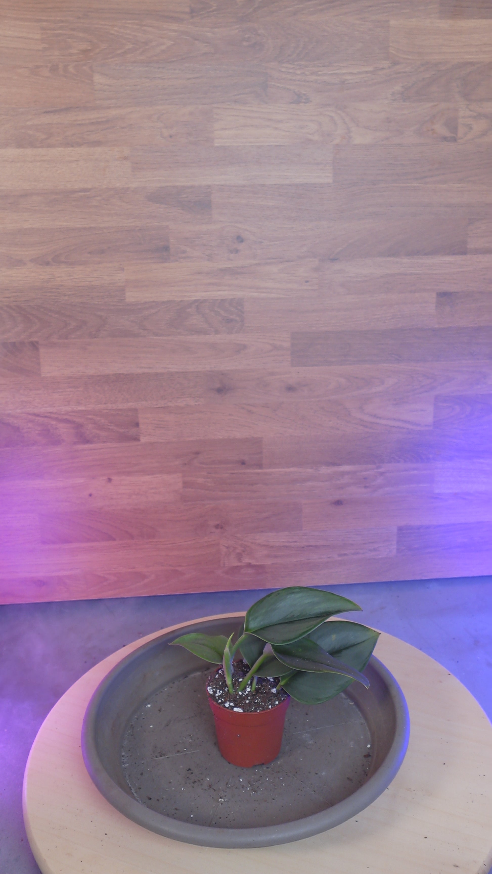 Scindapsus treubii 'Moonlight'