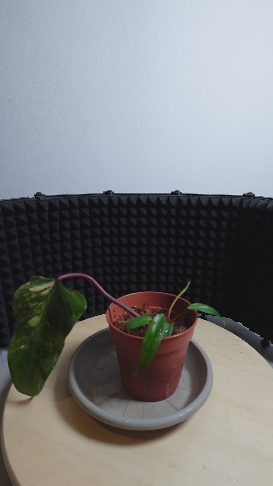 philodendron strawberry shake