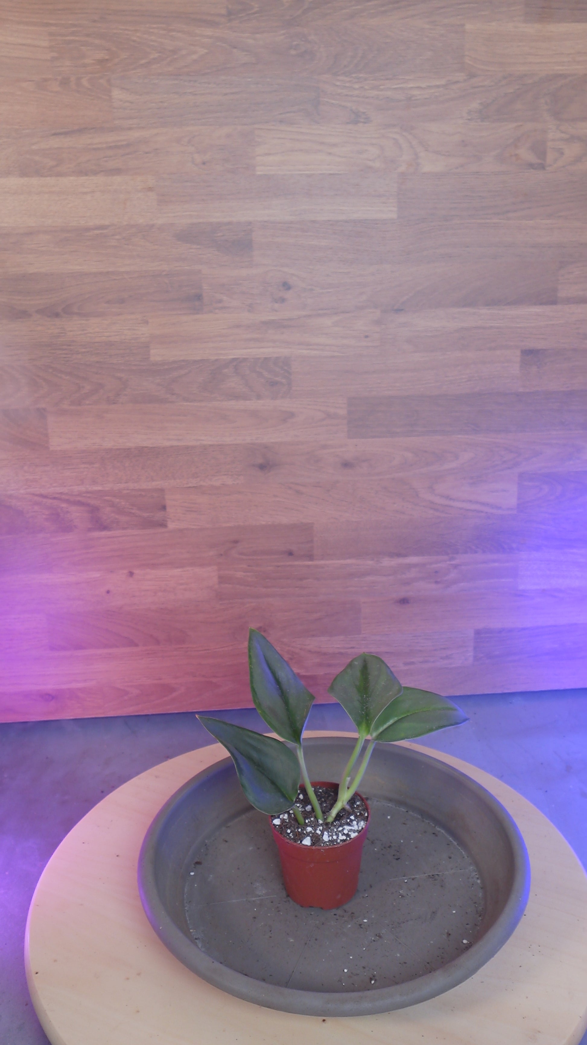 Scindapsus treubii 'Moonlight'