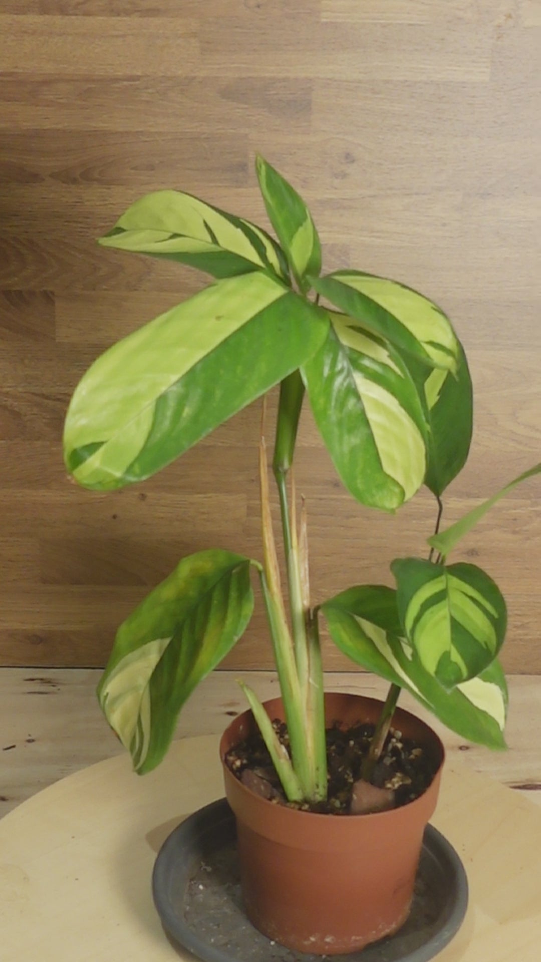 Calathea pilosa