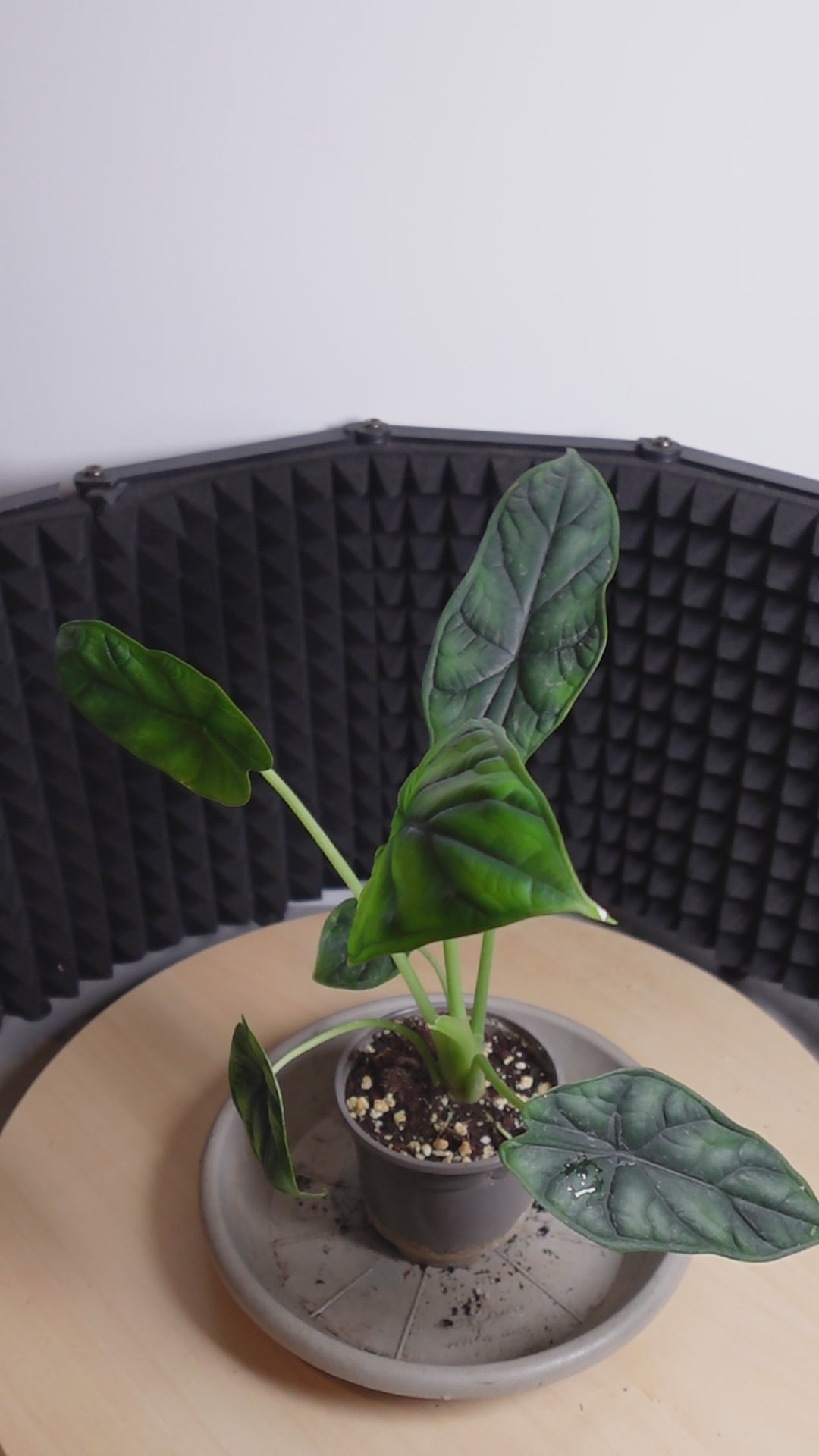 Alocasia dragon scale