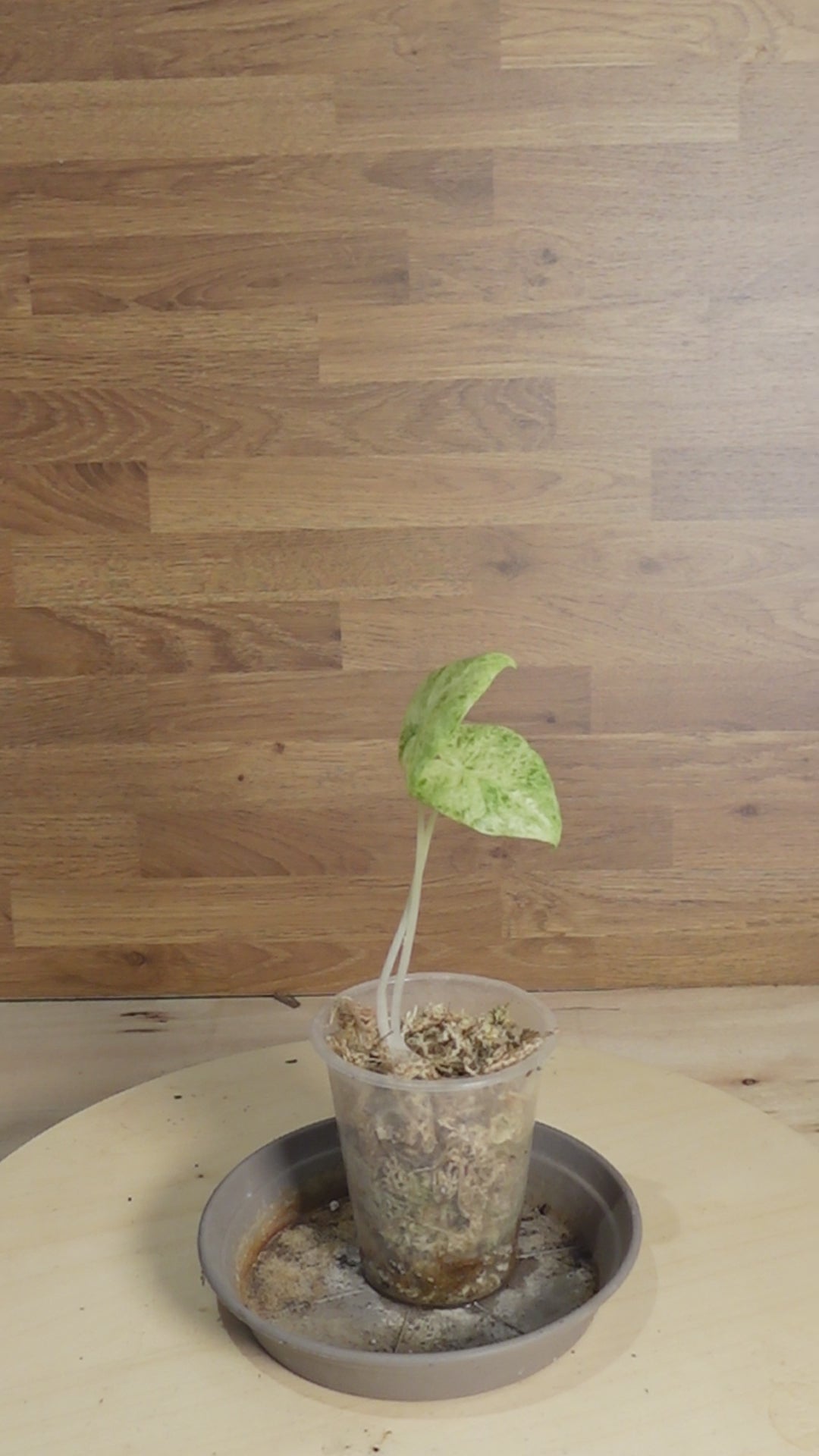 Alocasia macrorrhiza 'Camouflage'